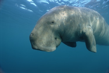 a dugong