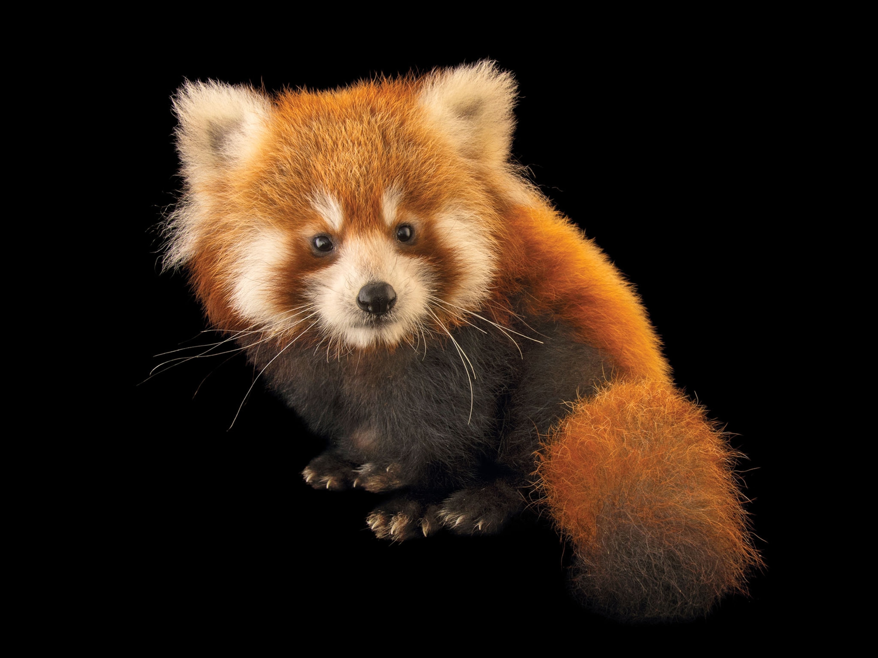 a red panda
