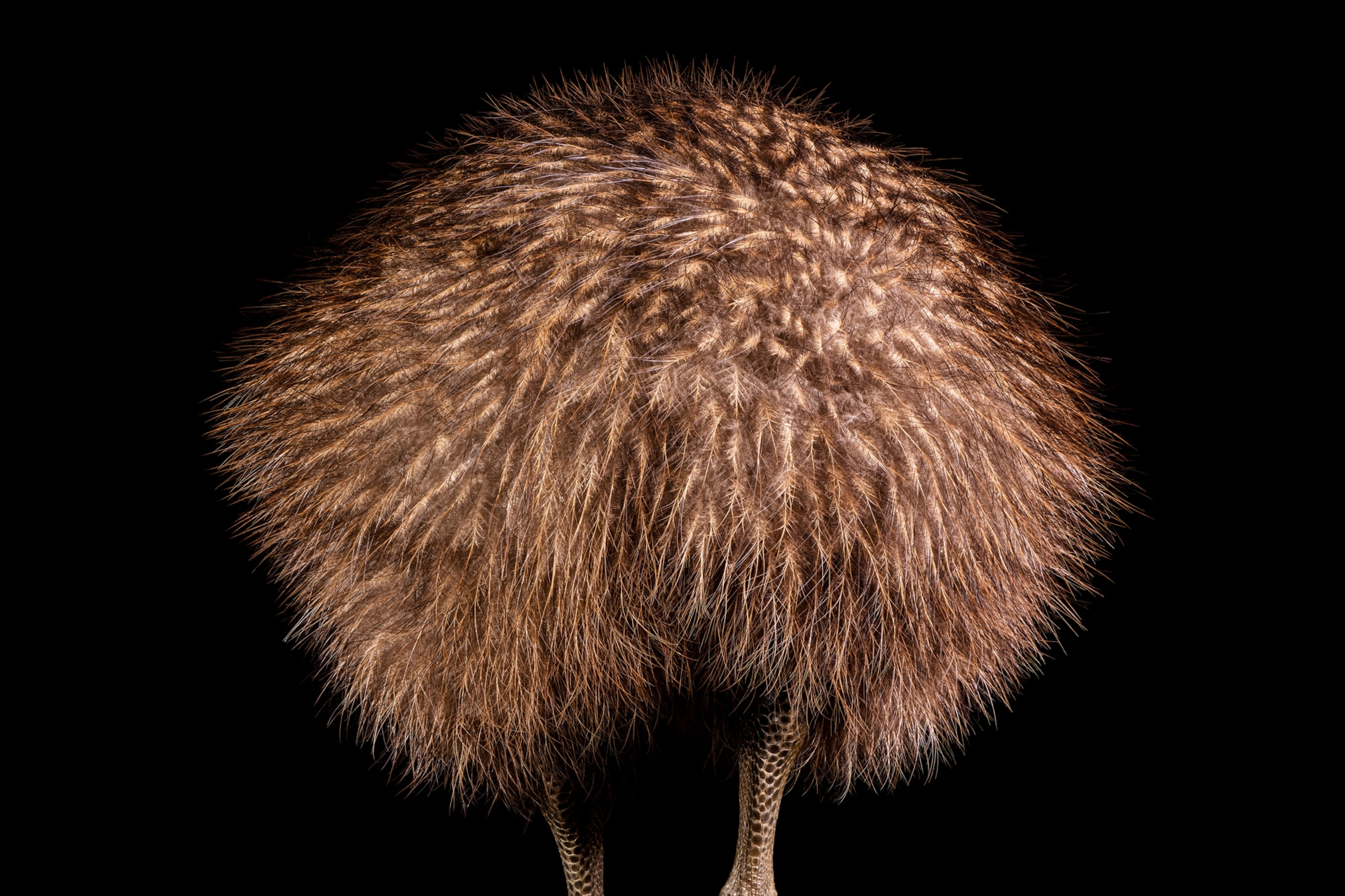 Wispy feathers.