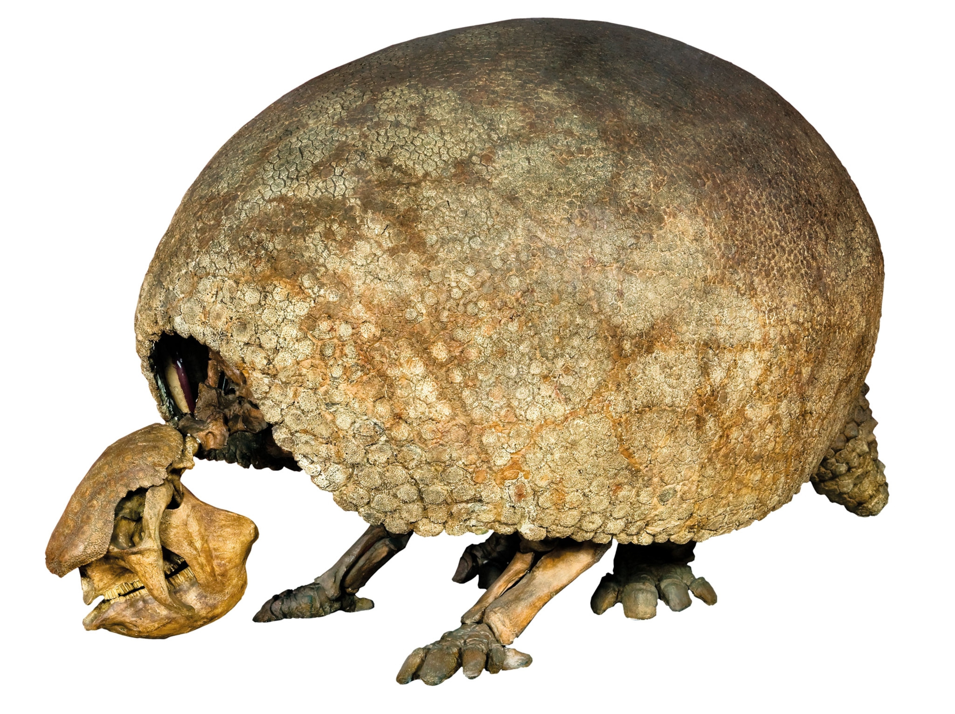 A fossil with a large shell