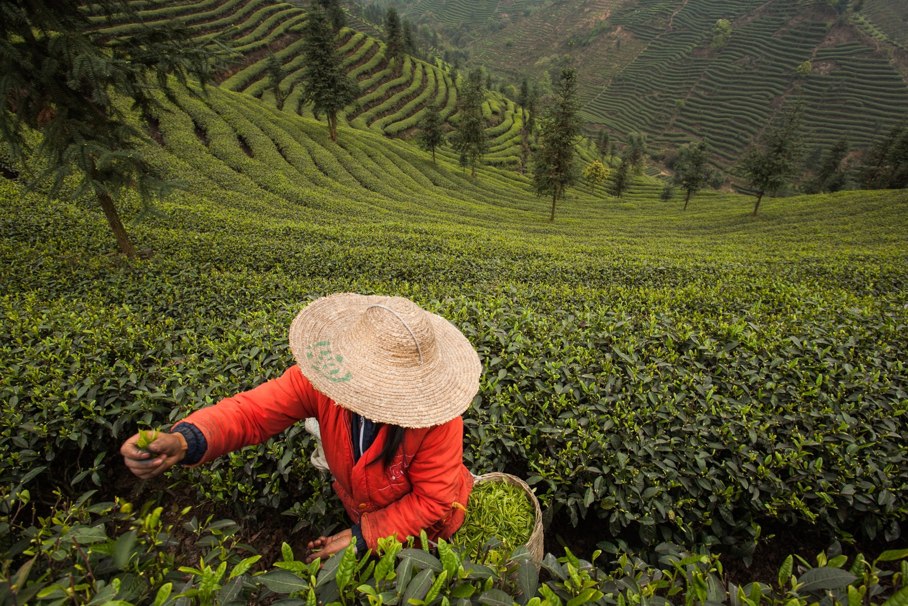 Photo of woman in wide straw hat picking tea