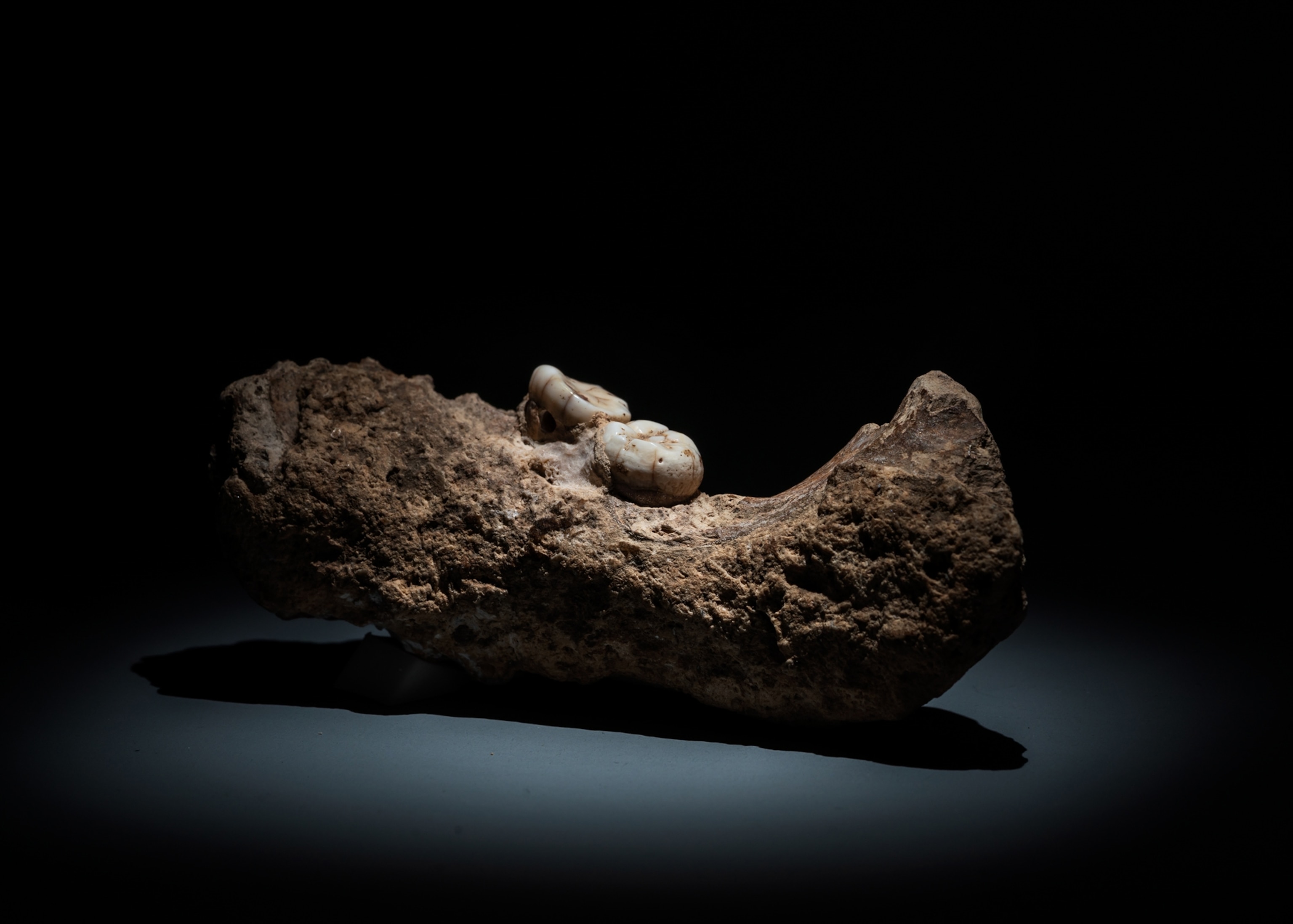A jawbone.