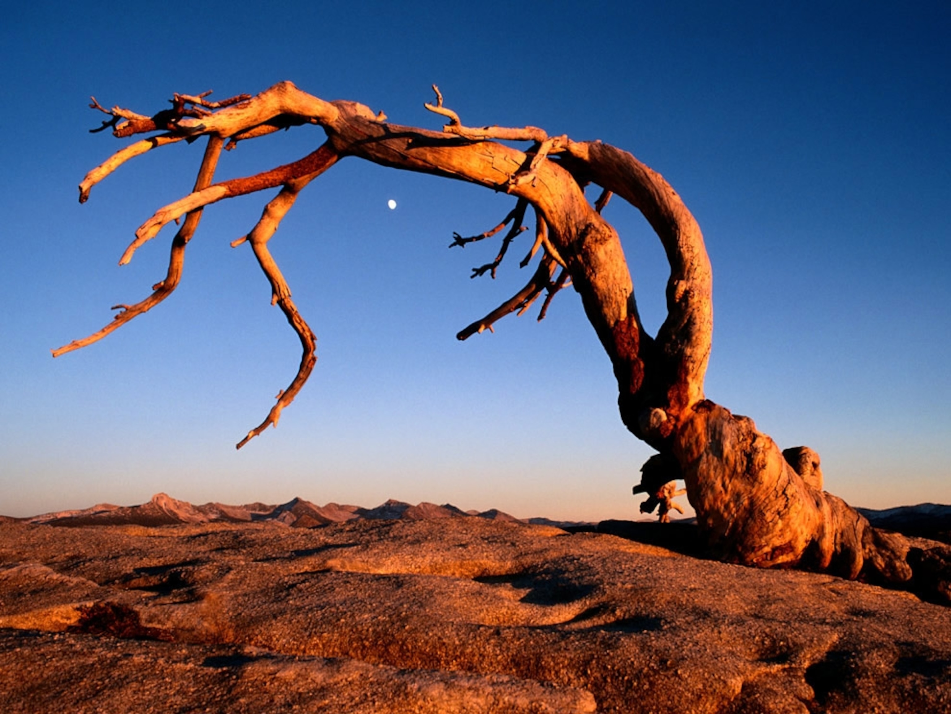 Skeletal tree drapes over rocky formation