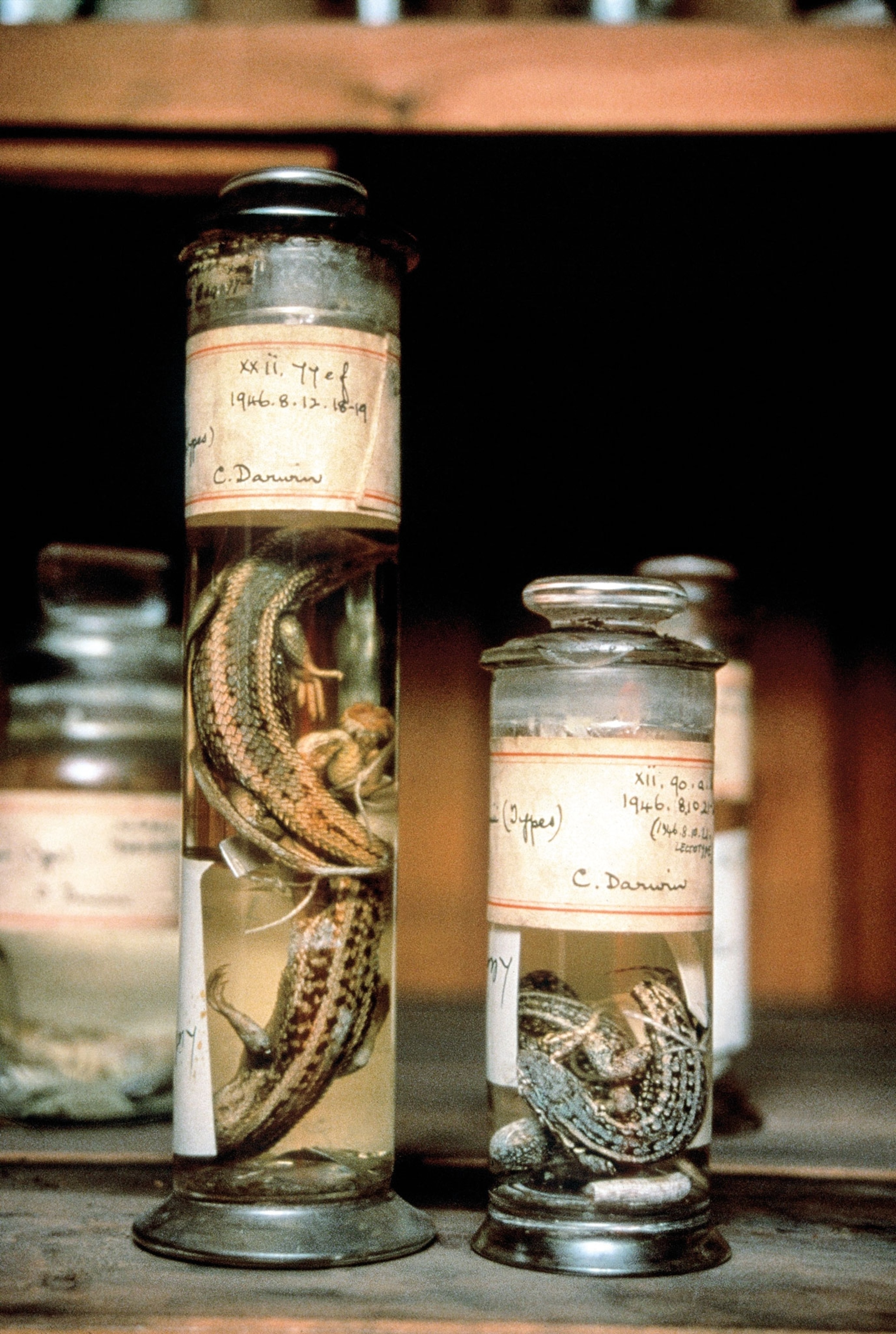 lizards in two jars