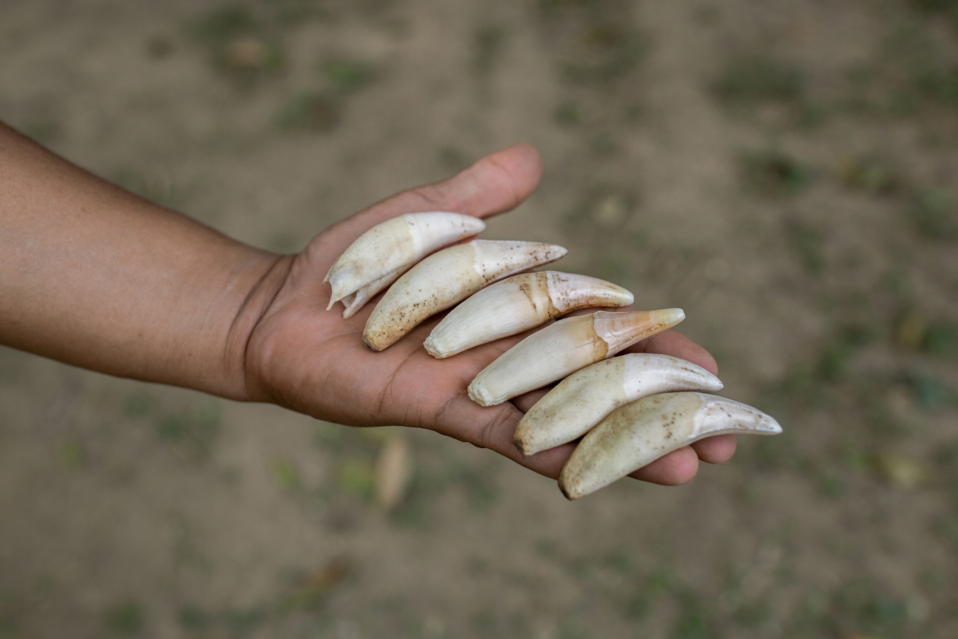 jaguar teeth