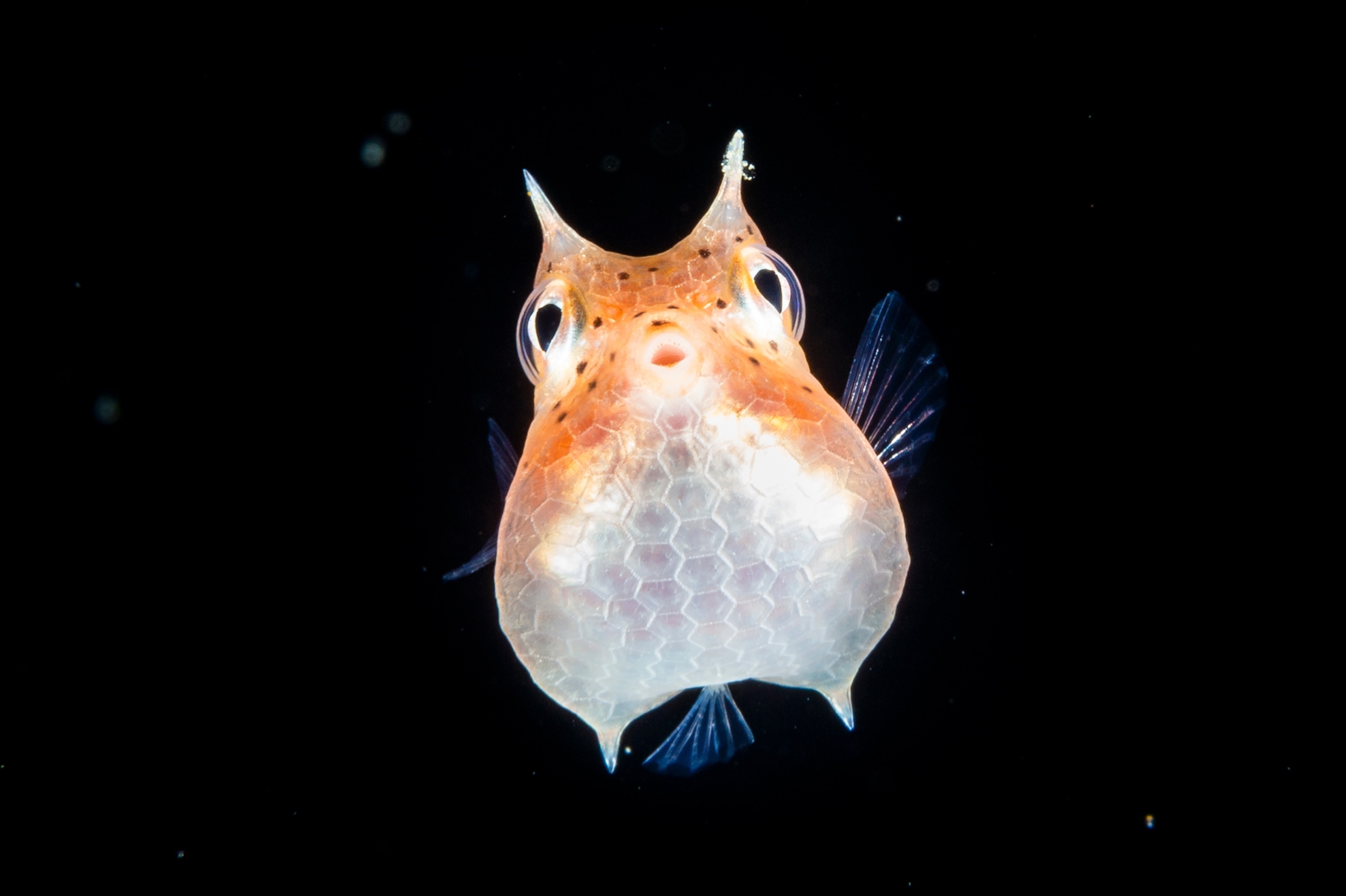 Picture of a juvenile cowfish.