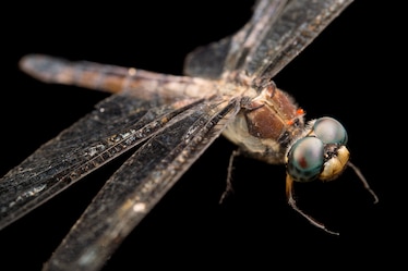 a skimmer dragonfly
