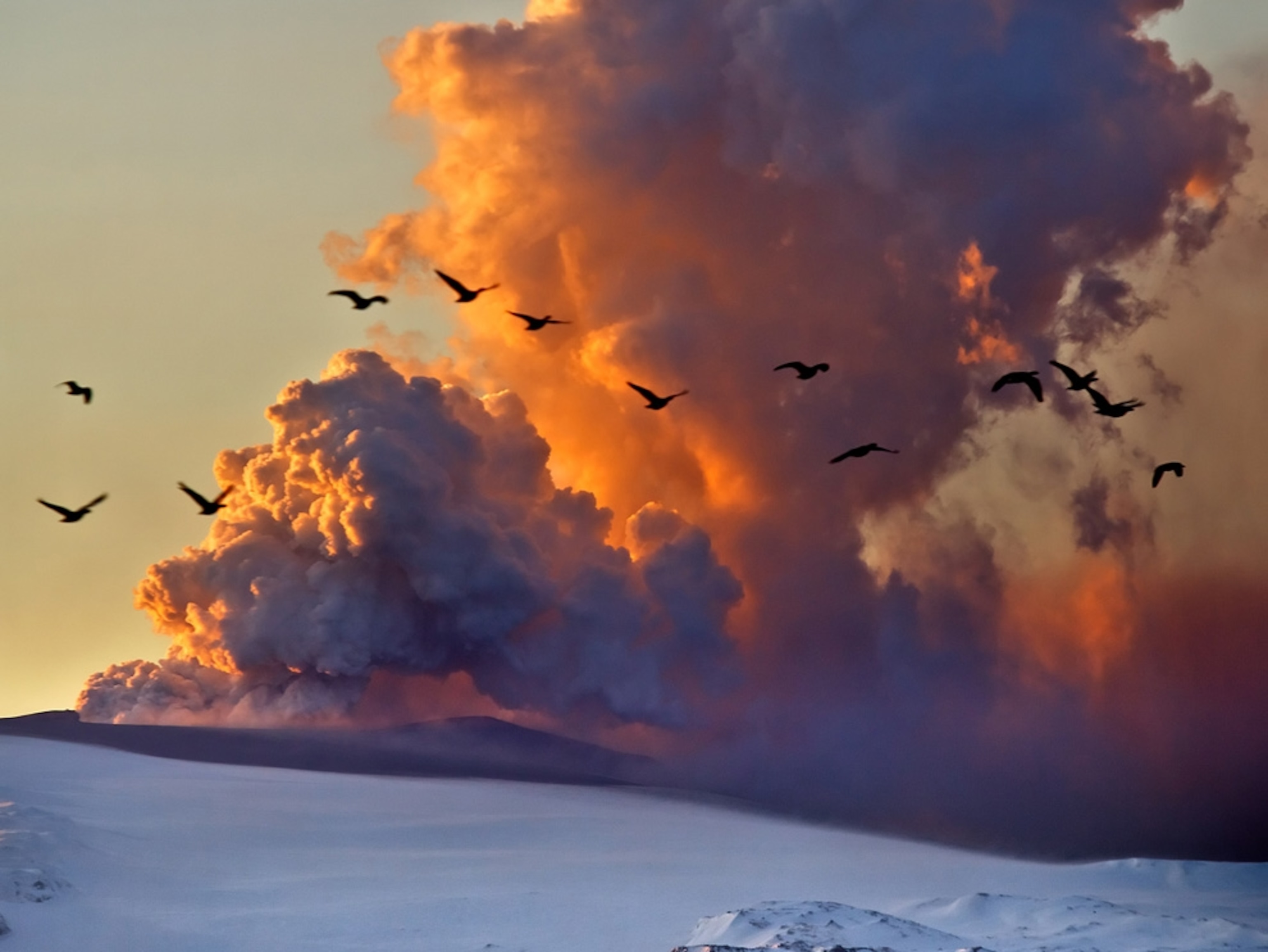 Geese flying in front of a volcanic ash cloud
