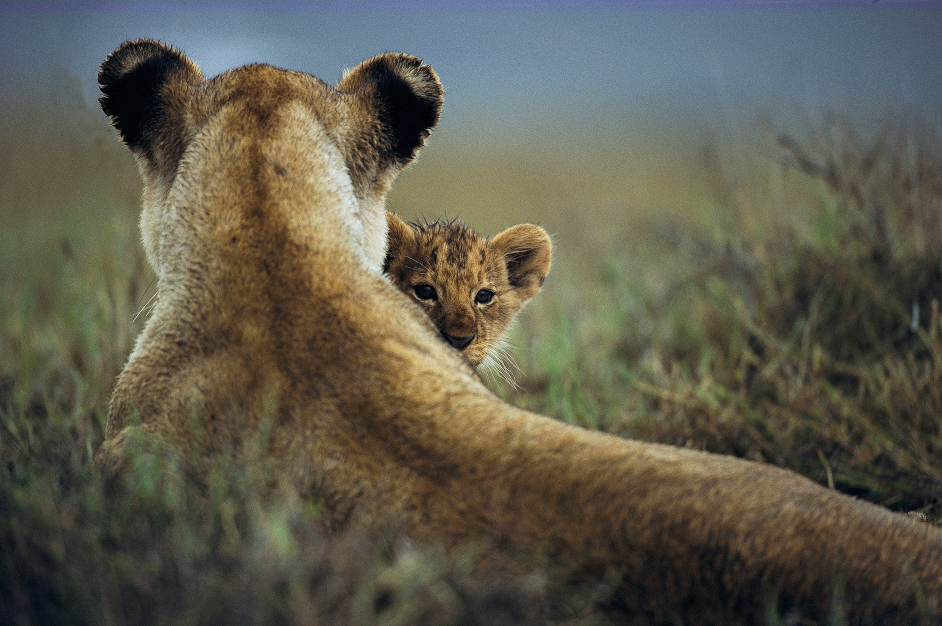 lioness and her cub in Tanzania