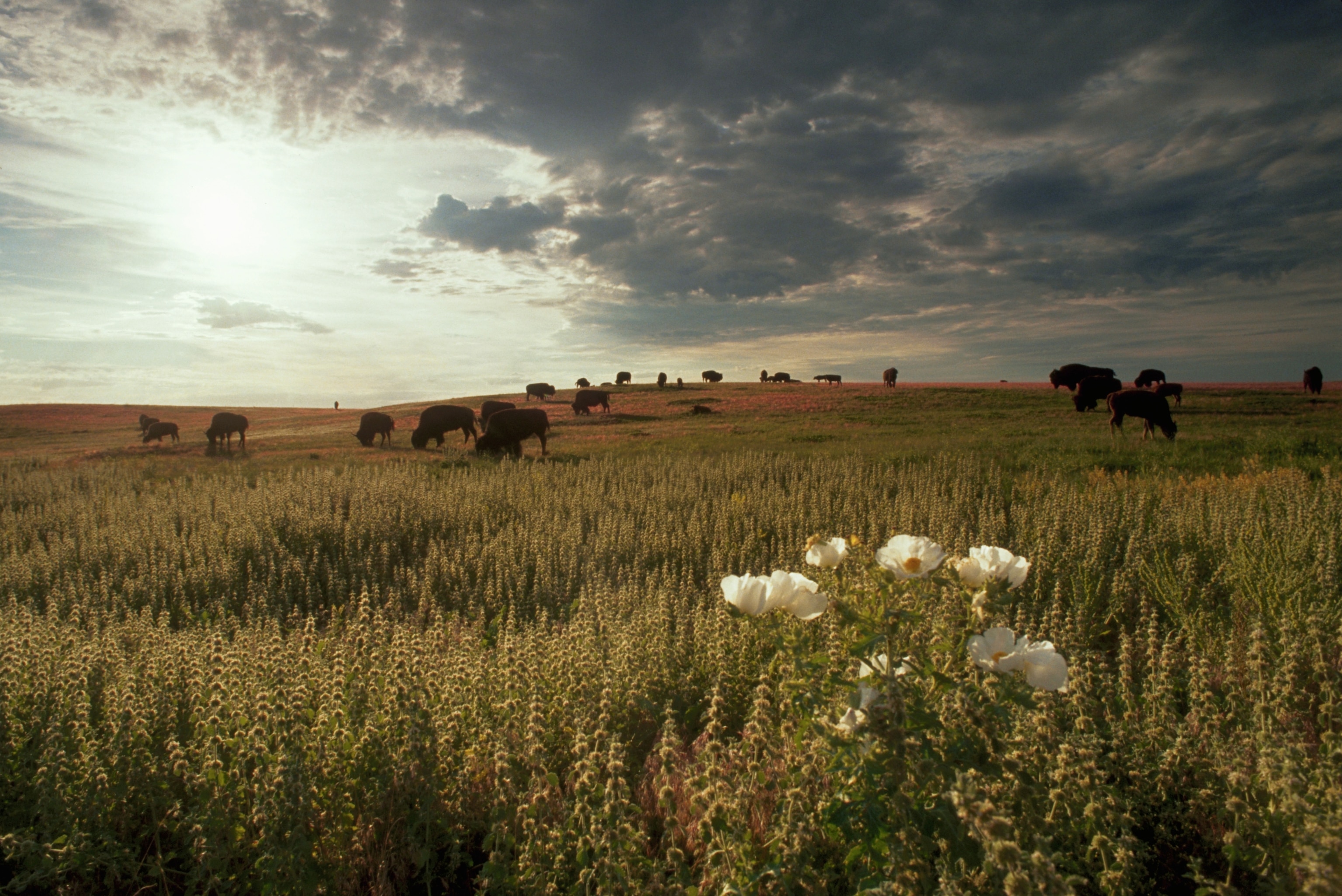 The sun shines from behind a layer of dark clouds, above a herd of bison. A single plant with white flowers stands out from the rest of the vegetation on the plain.