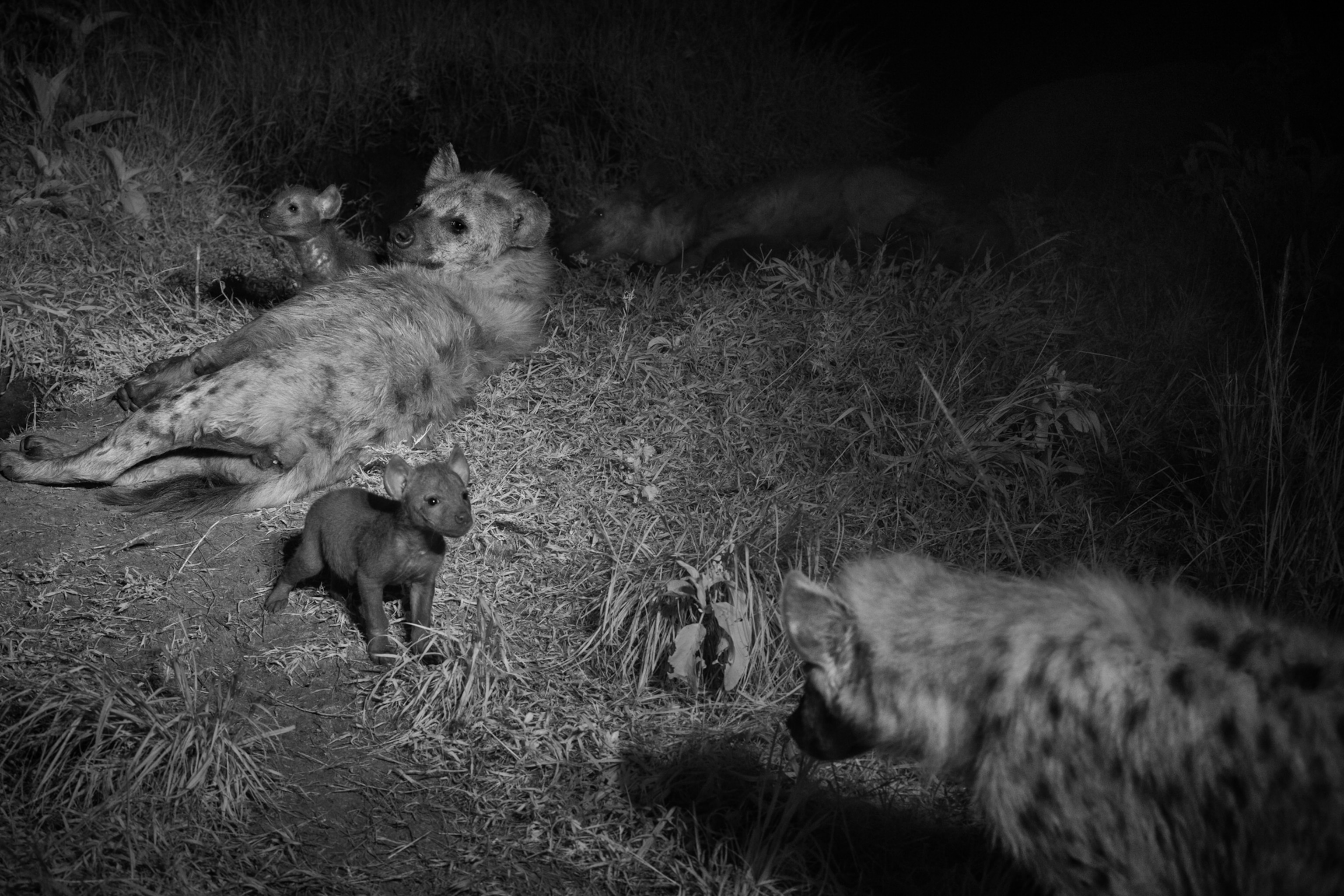 black and white photo of a mother and her cub looking over as a baby cub is standing strong staring at a grown female.