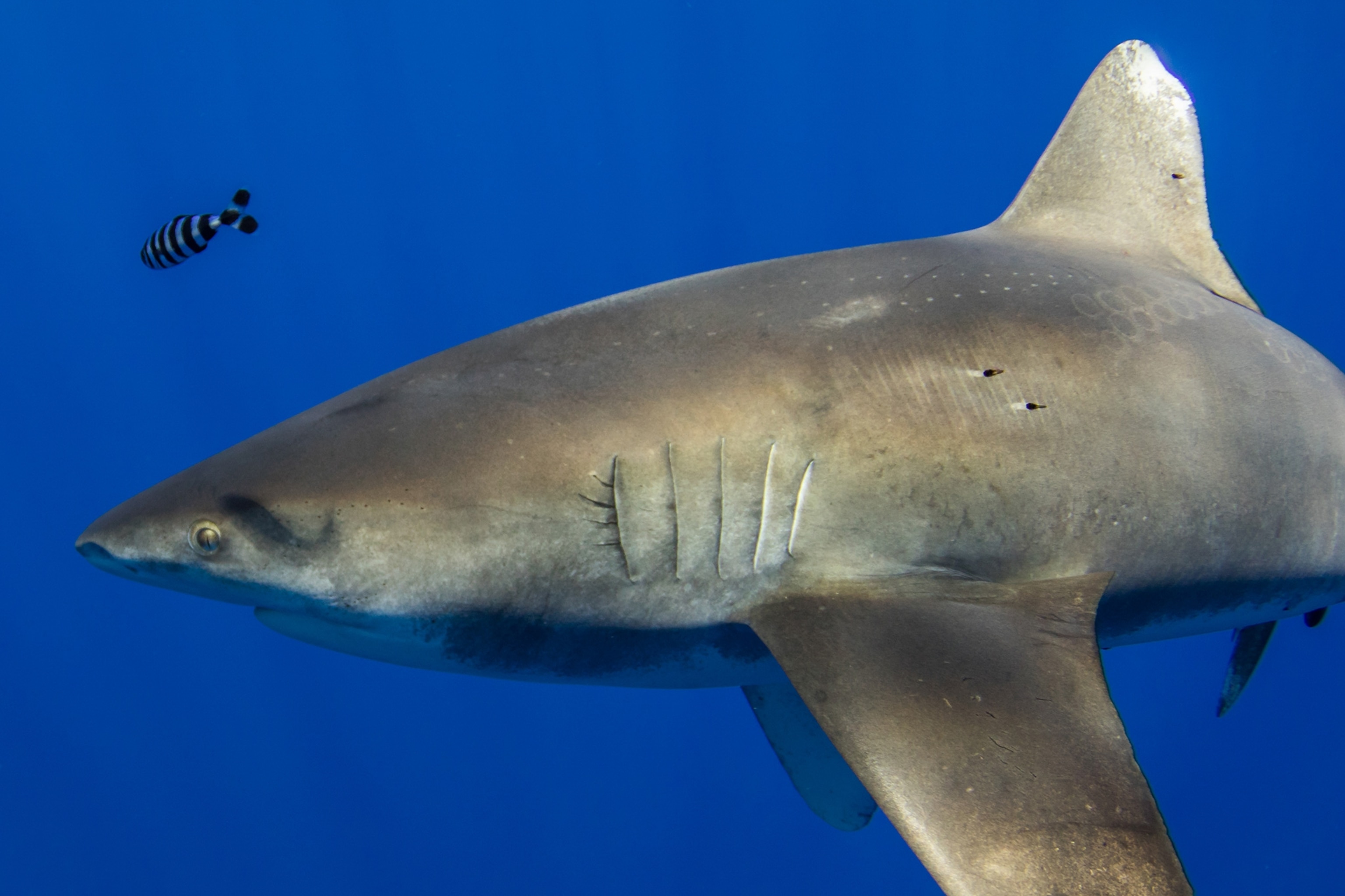 a whitetip shark