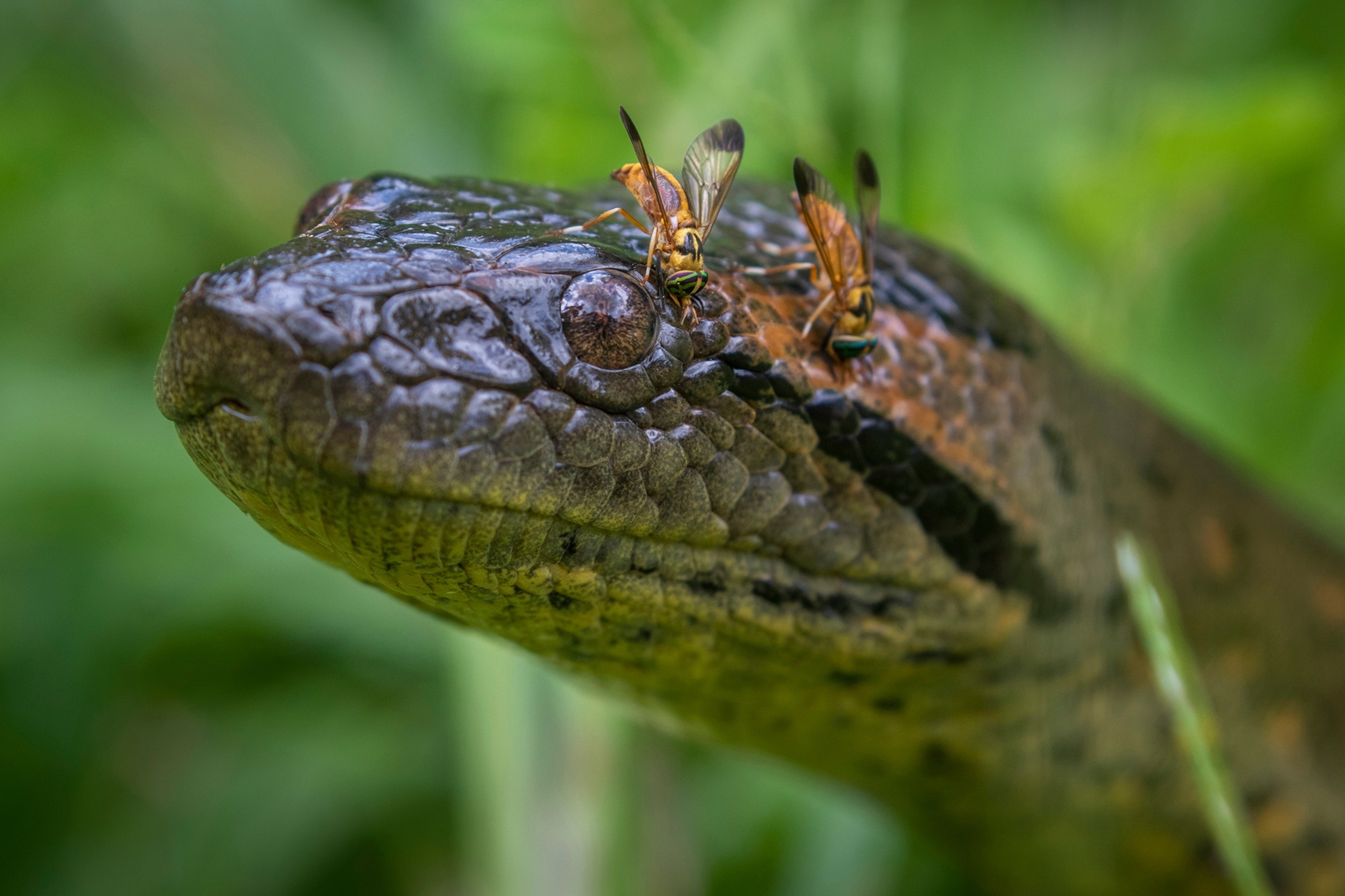 Anaconda with bot flies on its head.