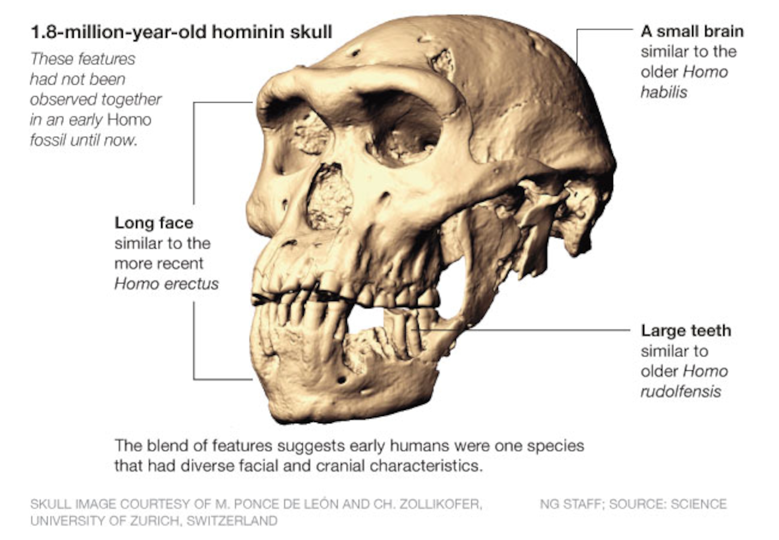 Graphic: A new hominid skull