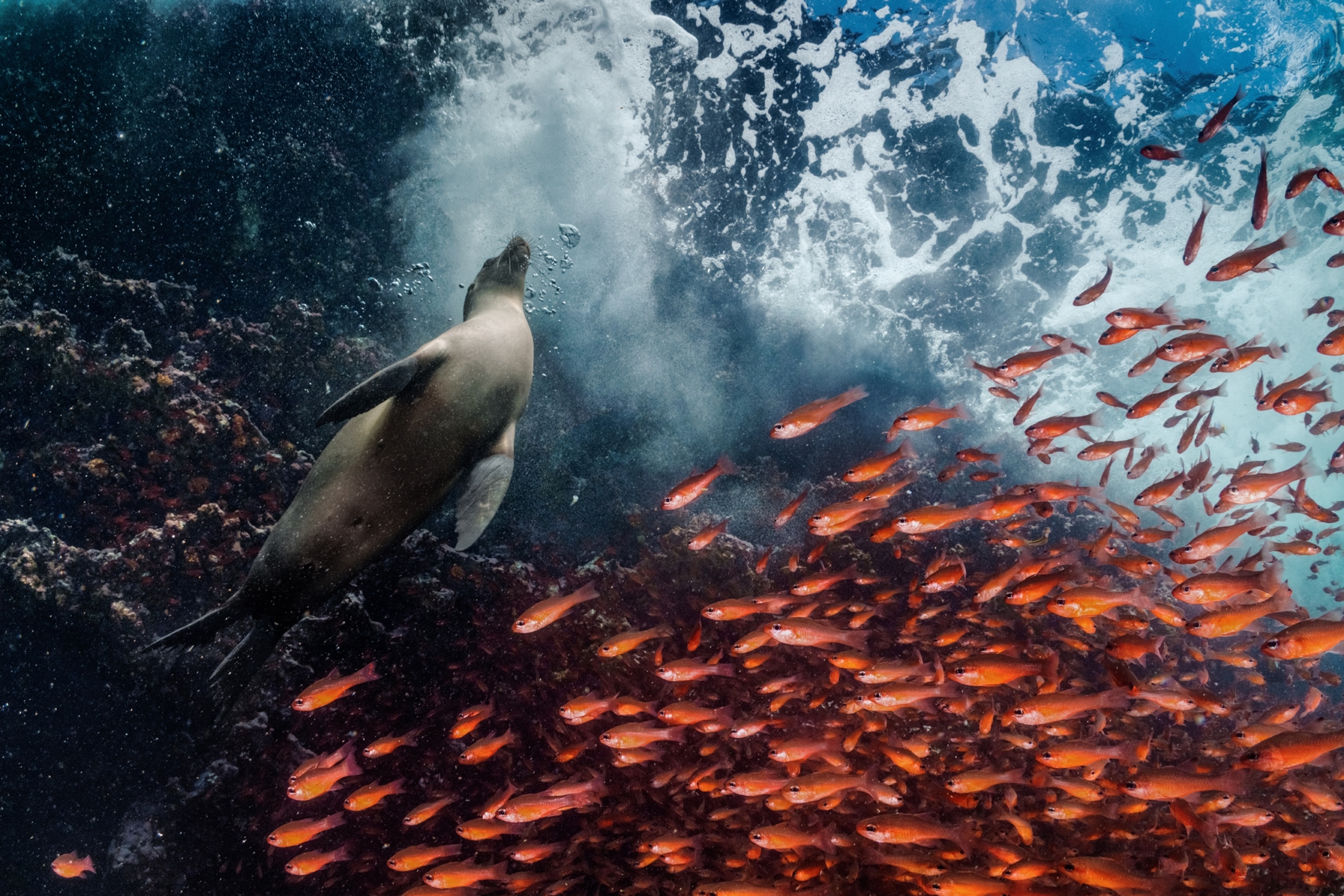 Torrents of cardinal fish casing to avoid a sea lion overhead.