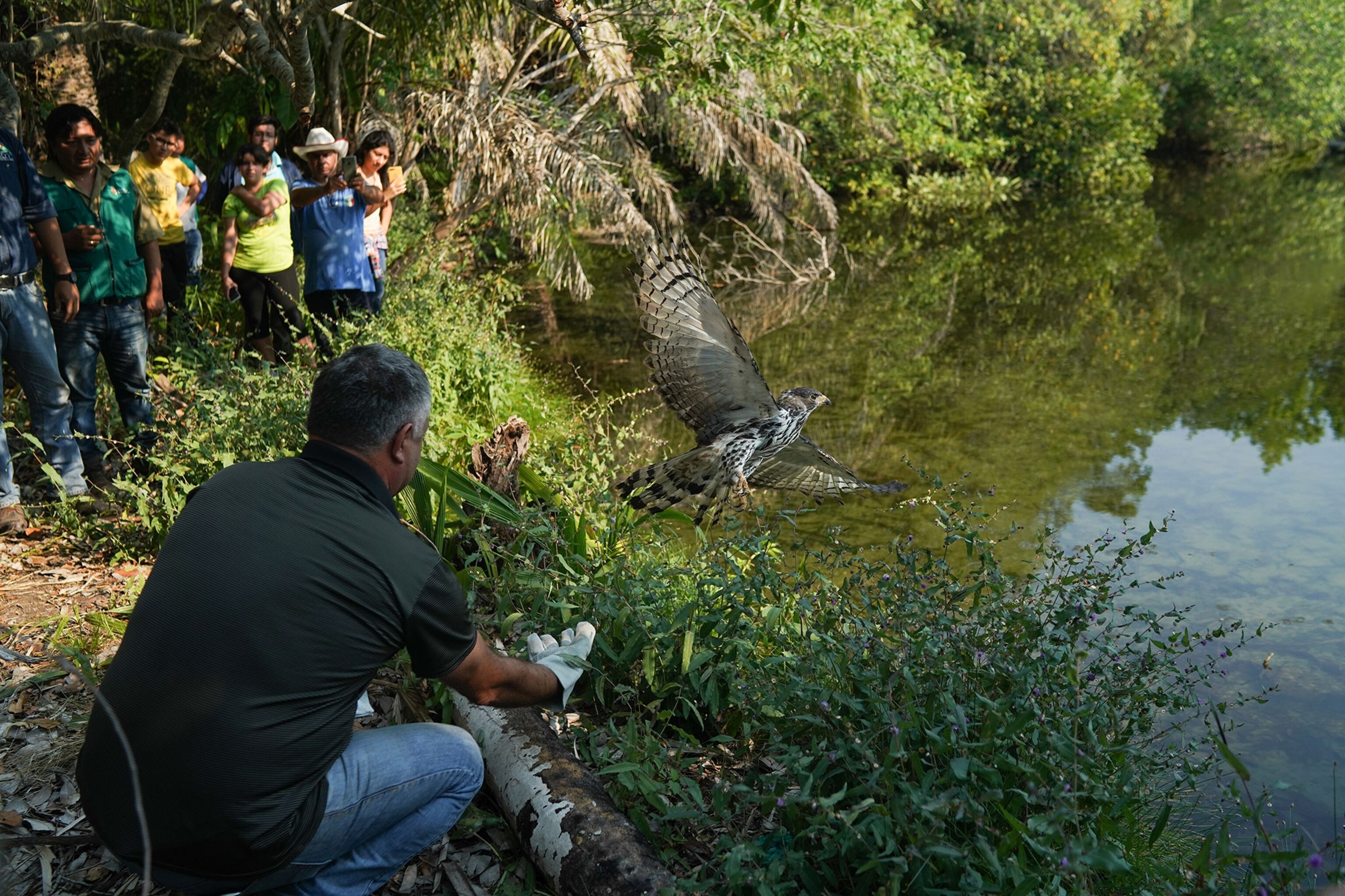a hawk being released into the wild