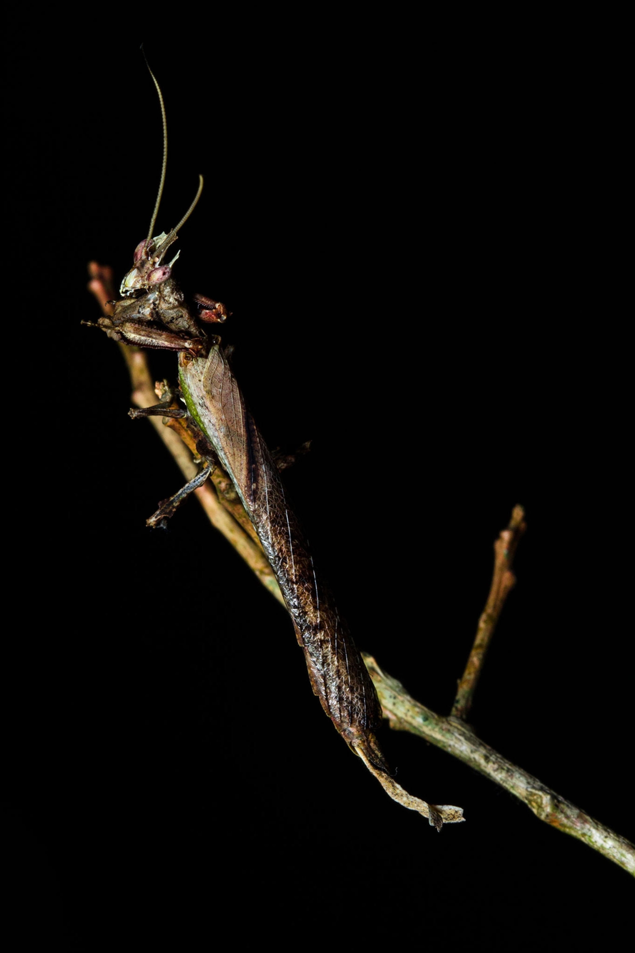 a Brazilian dragon mantis