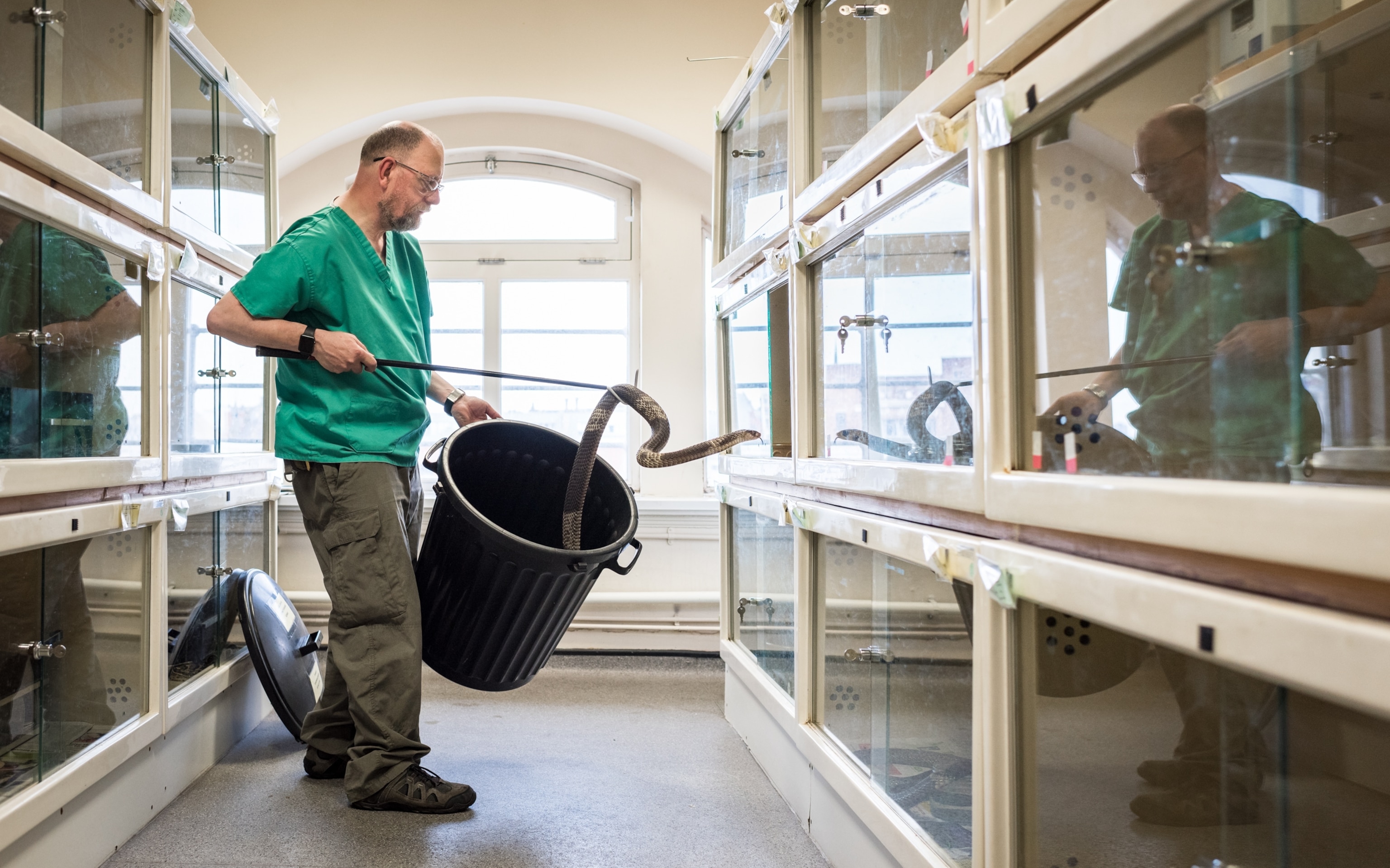 A man replaces a venomous snake in a laboratory cabinet