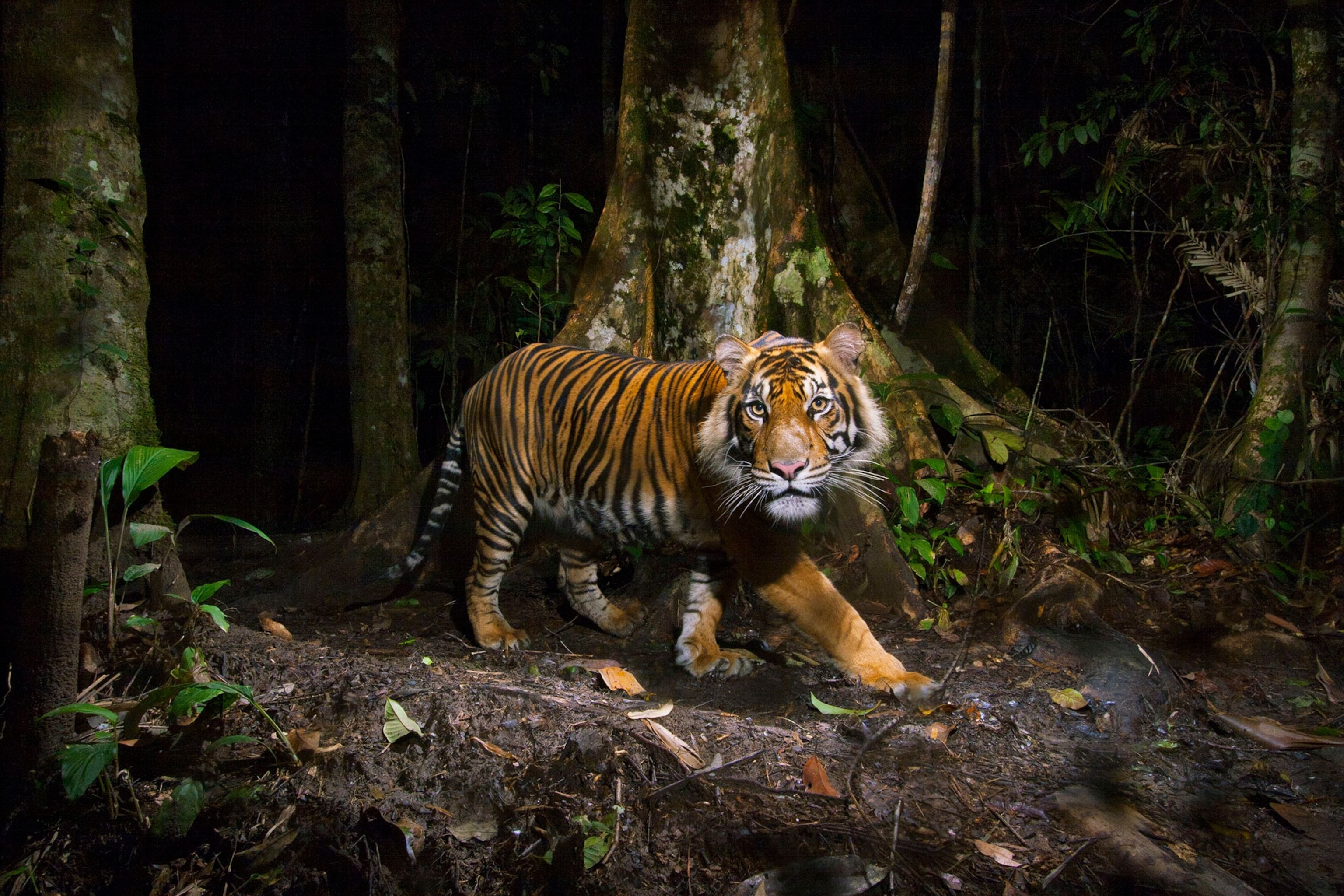 a remote camera captures a Sumatran tiger while hunting in Sumatra, Indonesia