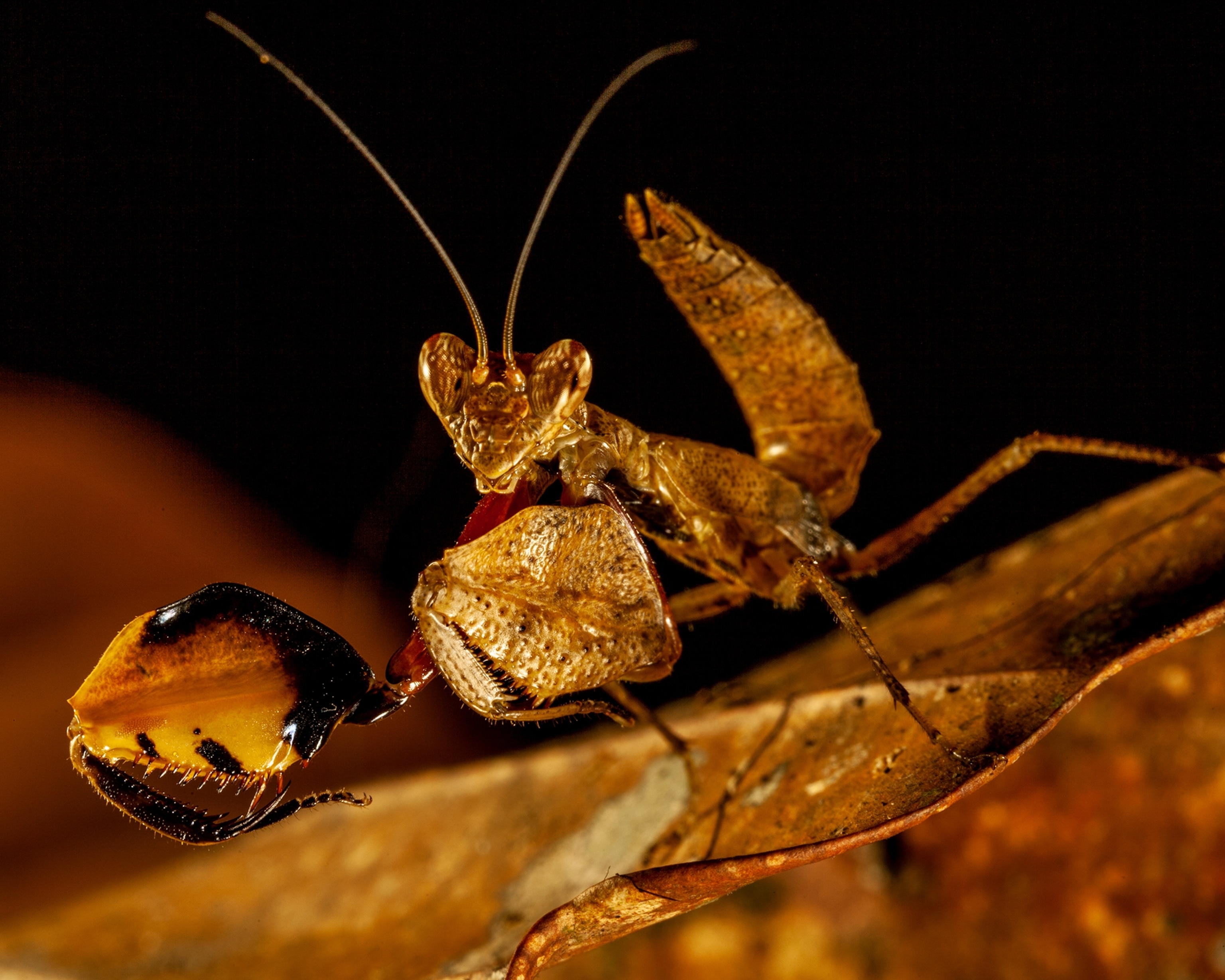 a praying mantis in dead-leaf camouflage stalks prey such as butterflies, honeybees, and aphids.