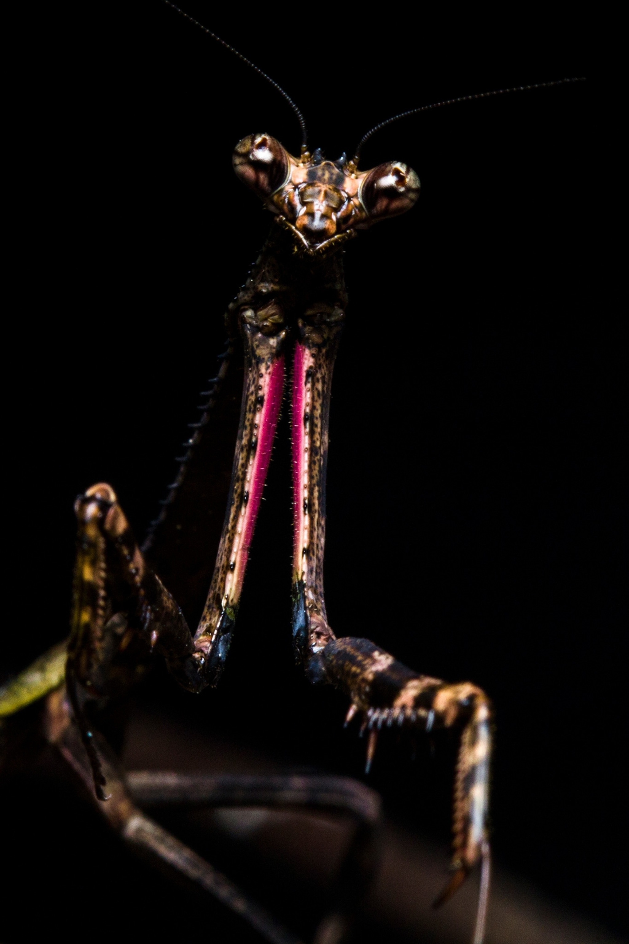 a praying mantis