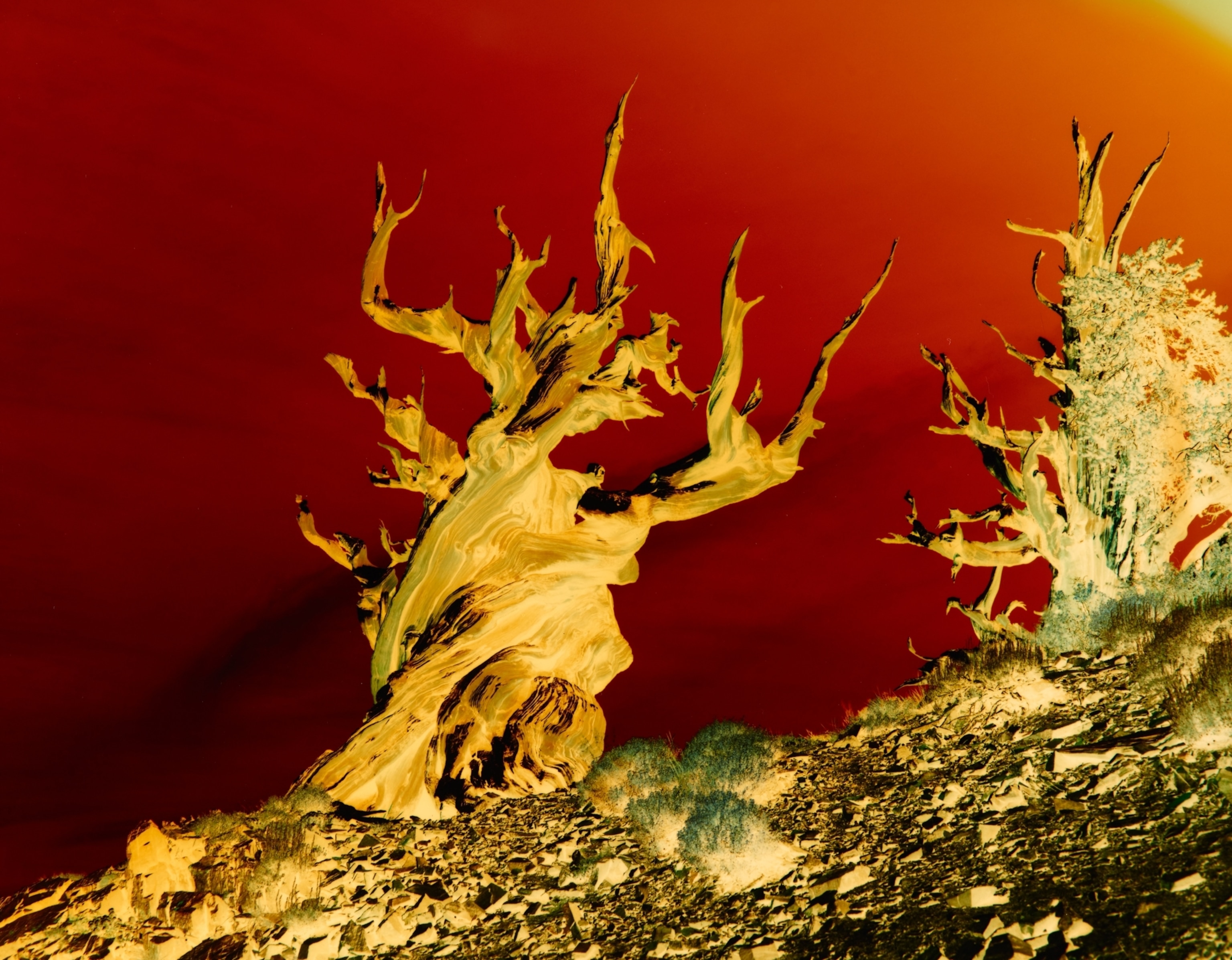 a thermal image of a tree without leaves