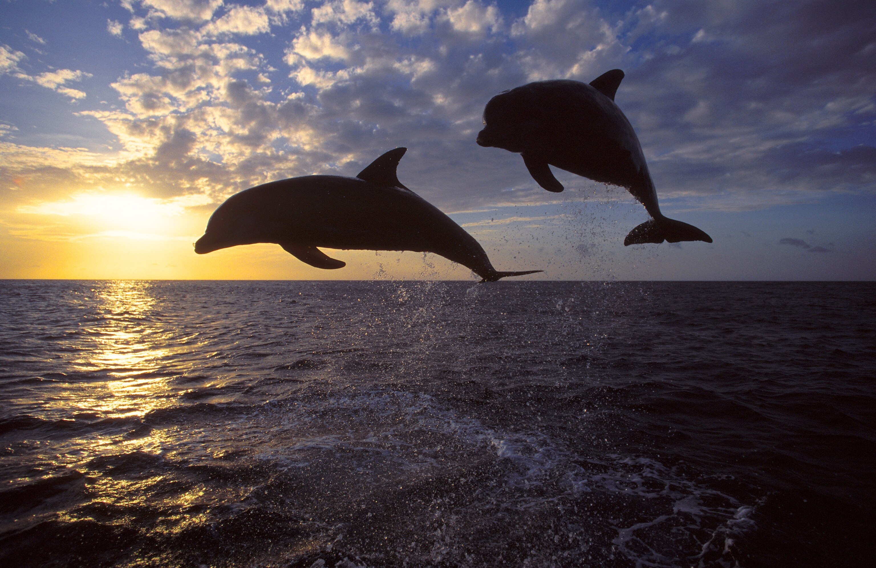 bottlenose dolphin off of Roatan Island, Honduras