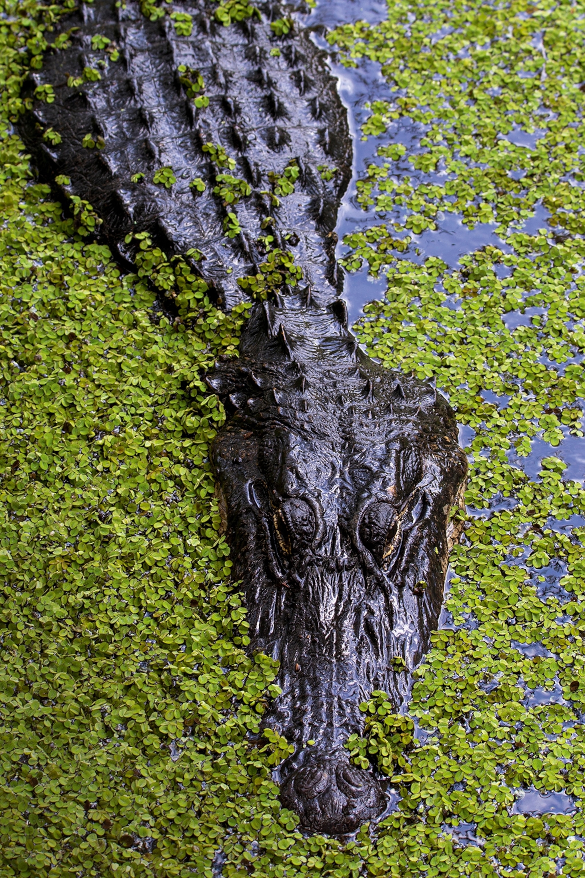 A shiny alligator from above, snailing through a bed of small leaves on a river.