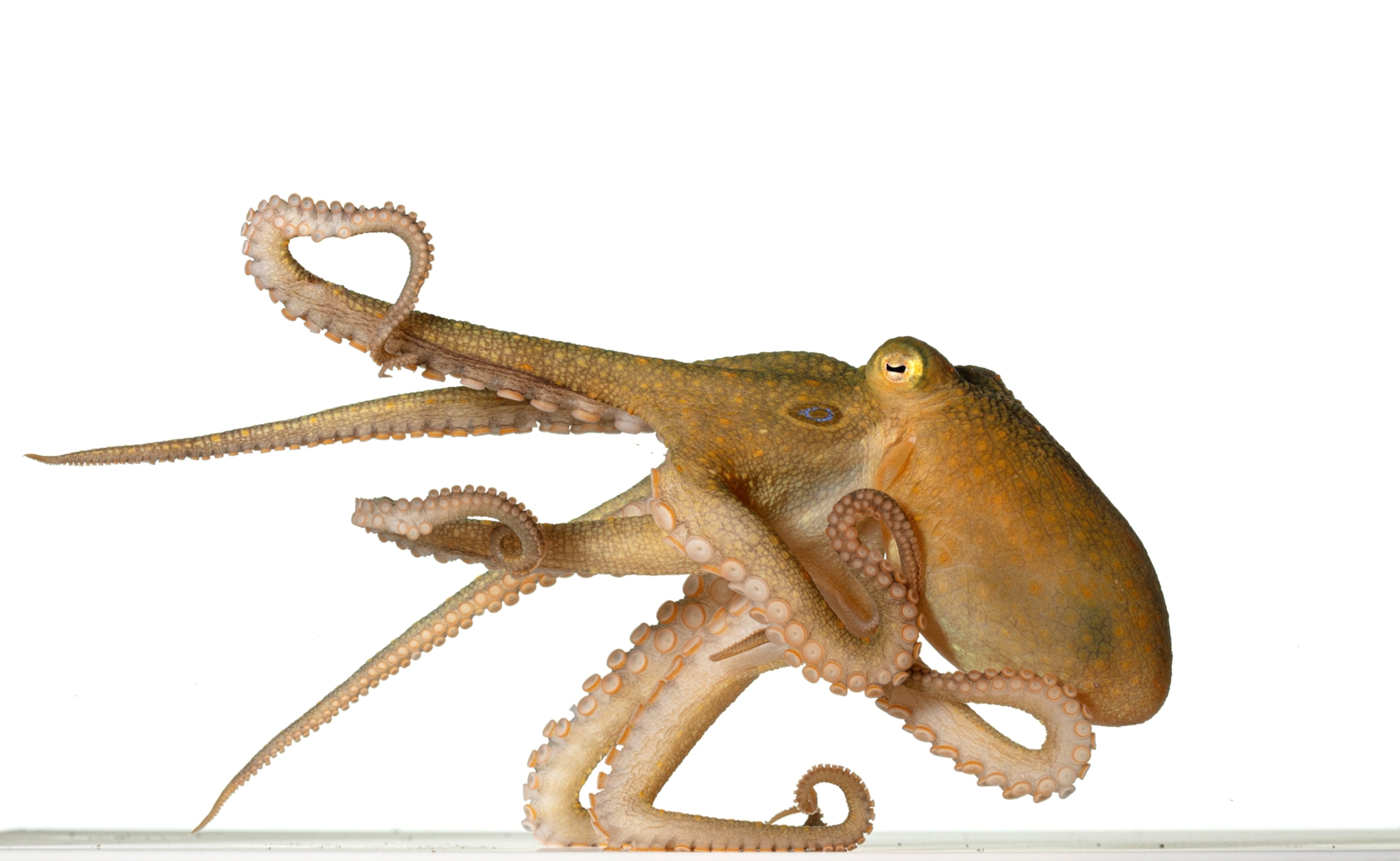 Octopus's profile portrait.
