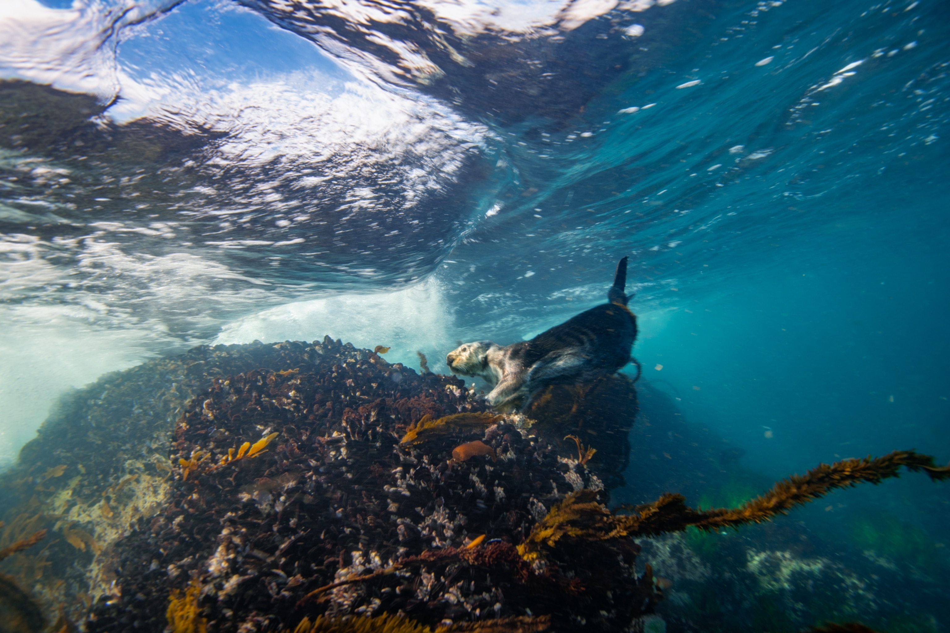 Picture of an otter diving to the sea floor to grab mussels.