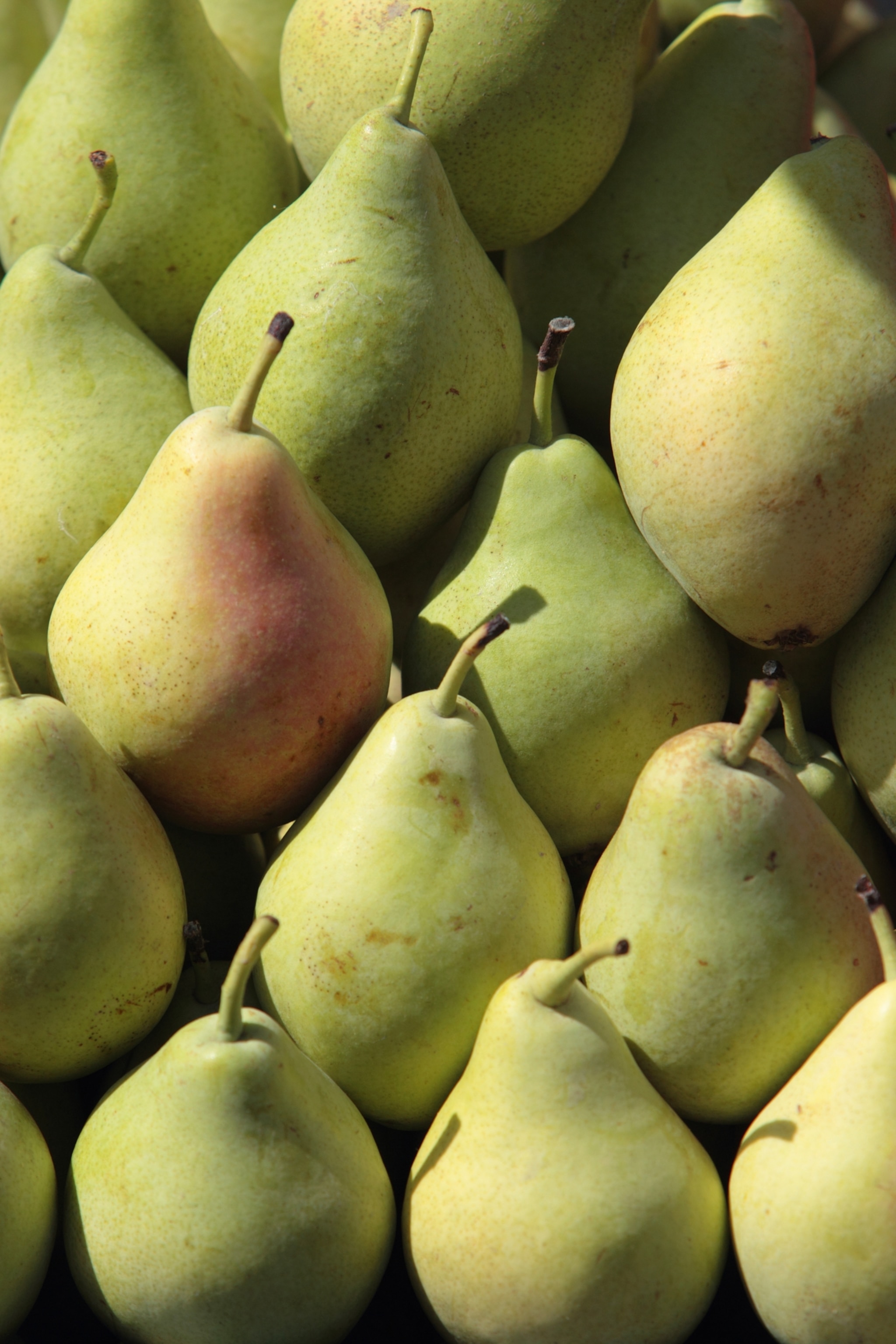 Green pears fill the frame their bottoms are slightly bulbous and are a gradient of green.