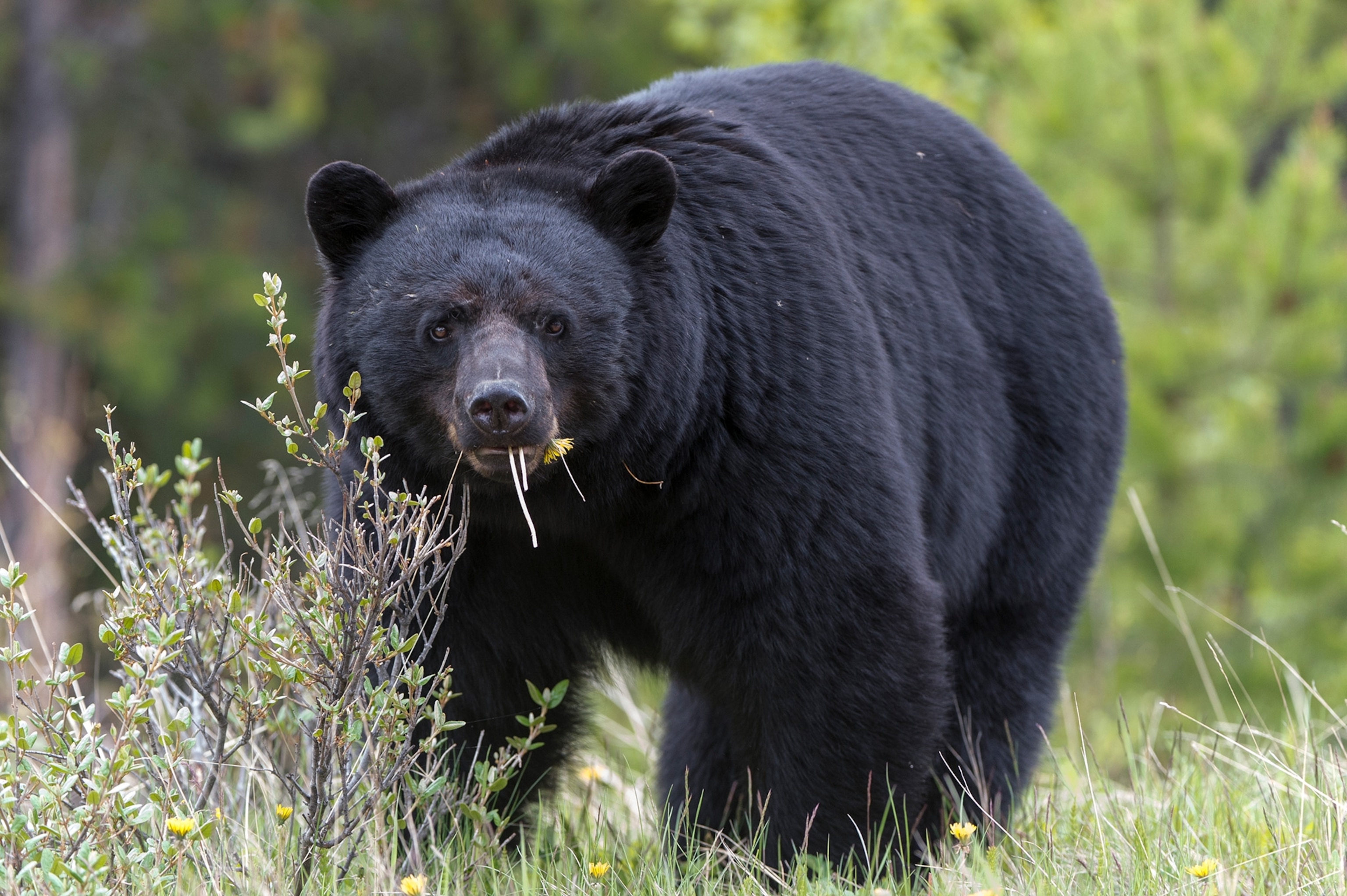 Black bear eating dandelion.