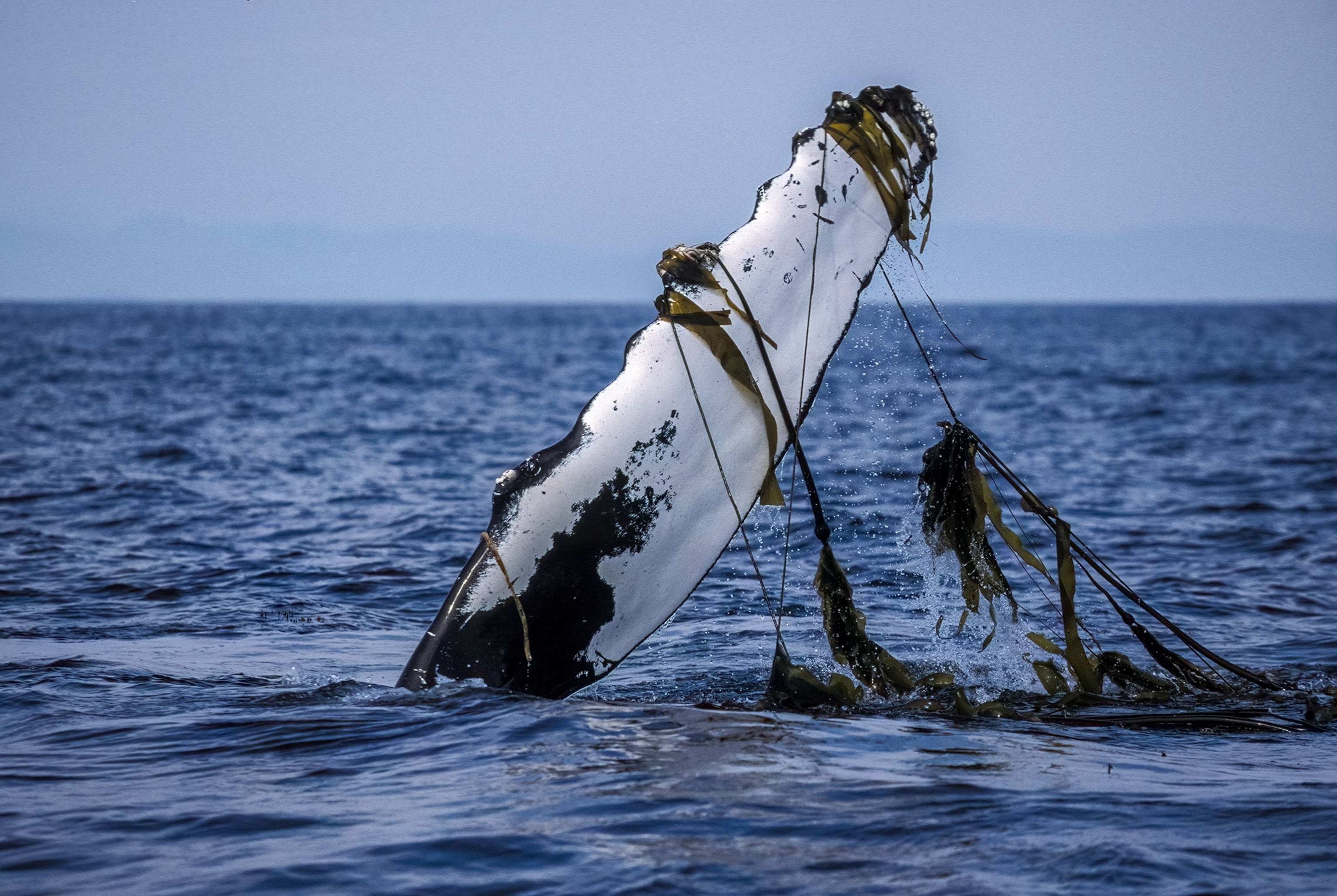 A whales fin wrapped in fin.