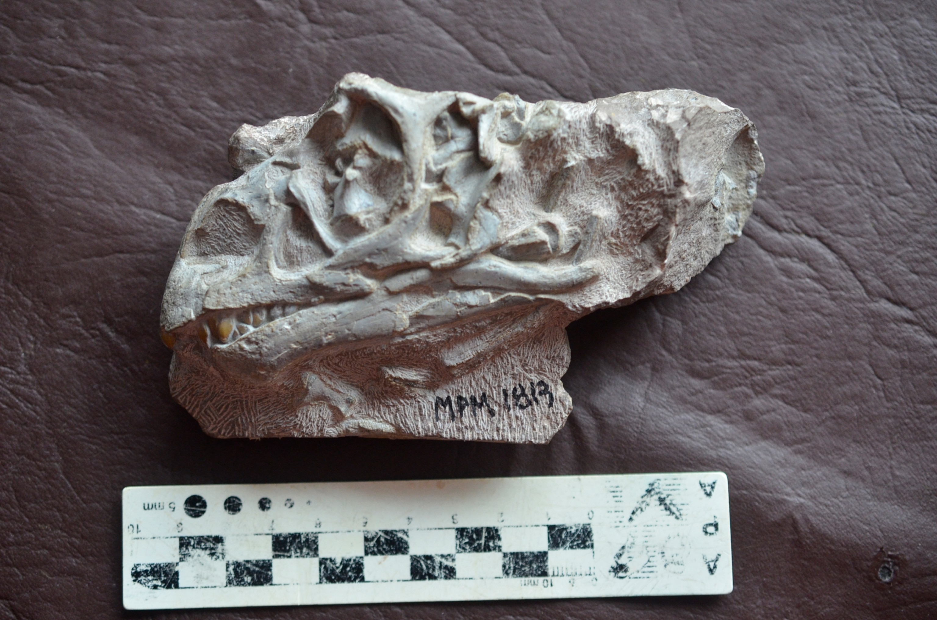a mussaurus