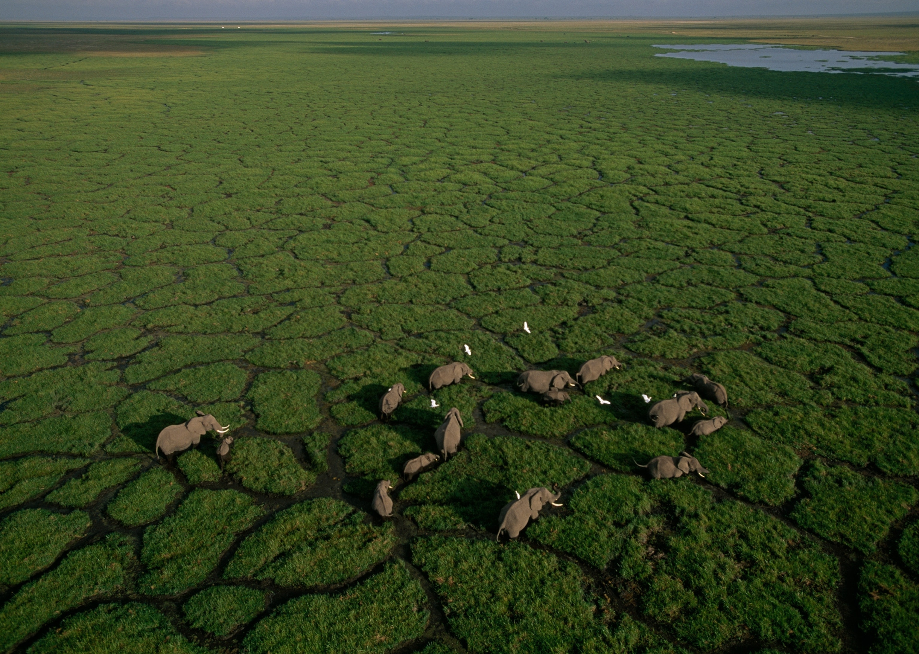 An aerial view of elephants waling through trails of lush greenn grass.