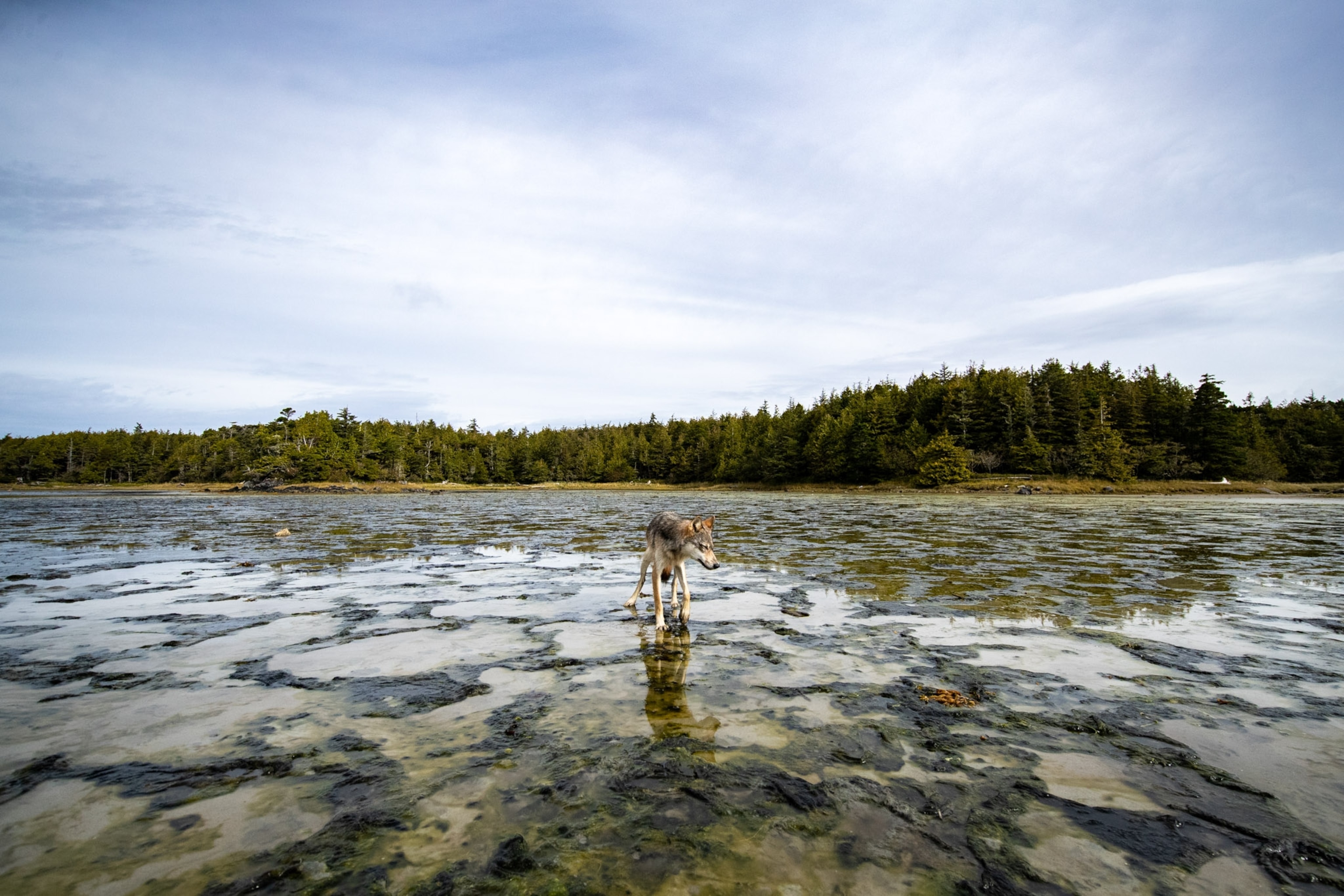 A wolf stands in a small pool of water.