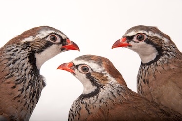 three partridges, two looking left, one looking right
