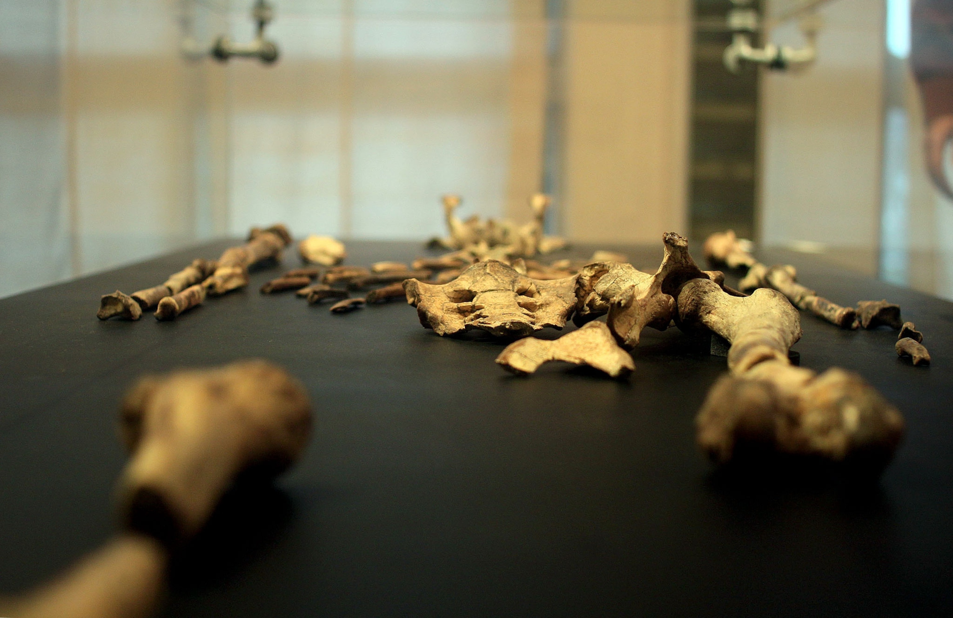 a fossil named Lucy