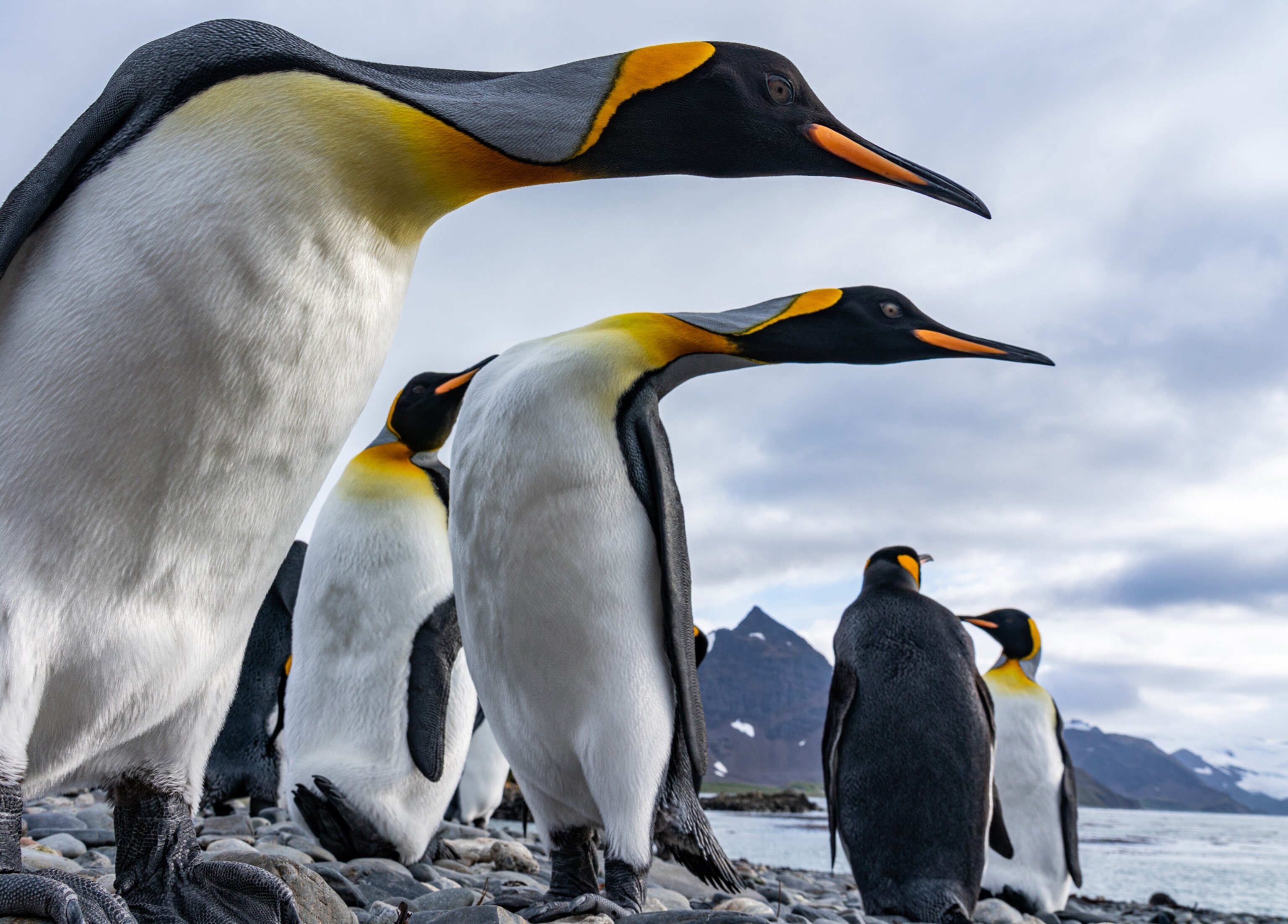 returning from south atlantic expedition to experience coronavirus