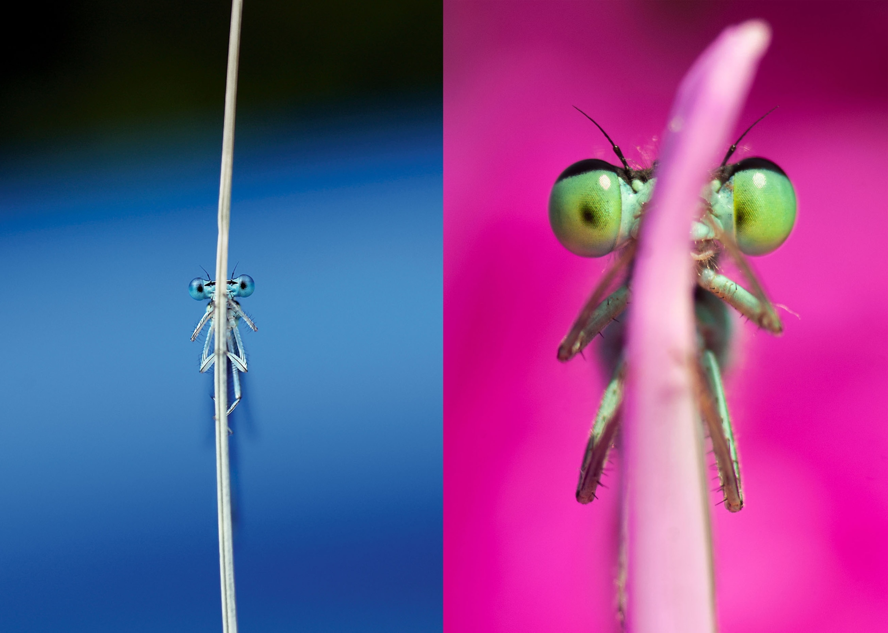 two pictures of insects with big eyes