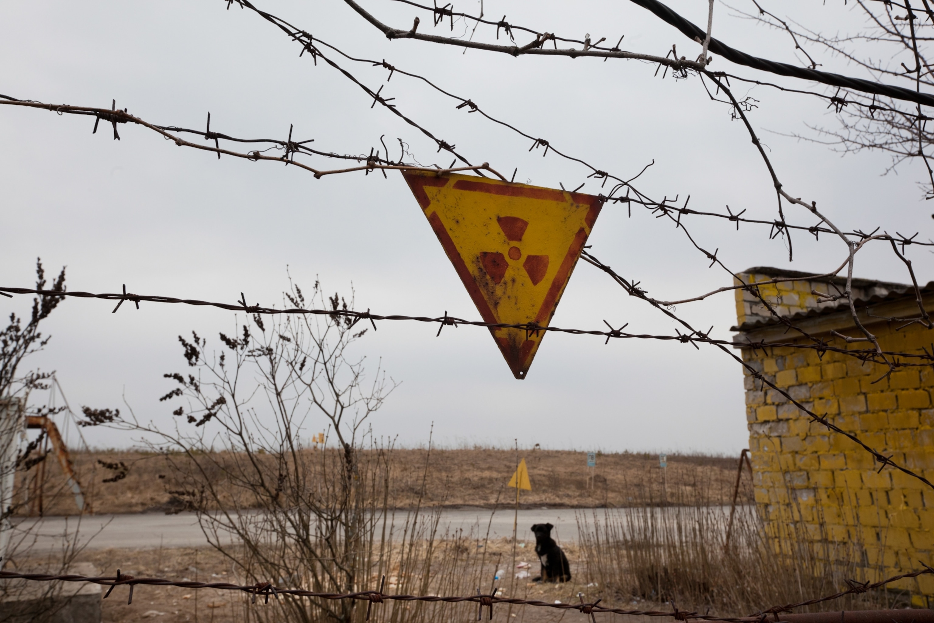 A dog is seen through the large gaps in a barbed-wire fence, from which hangs a yellow and red radiation warning sign.