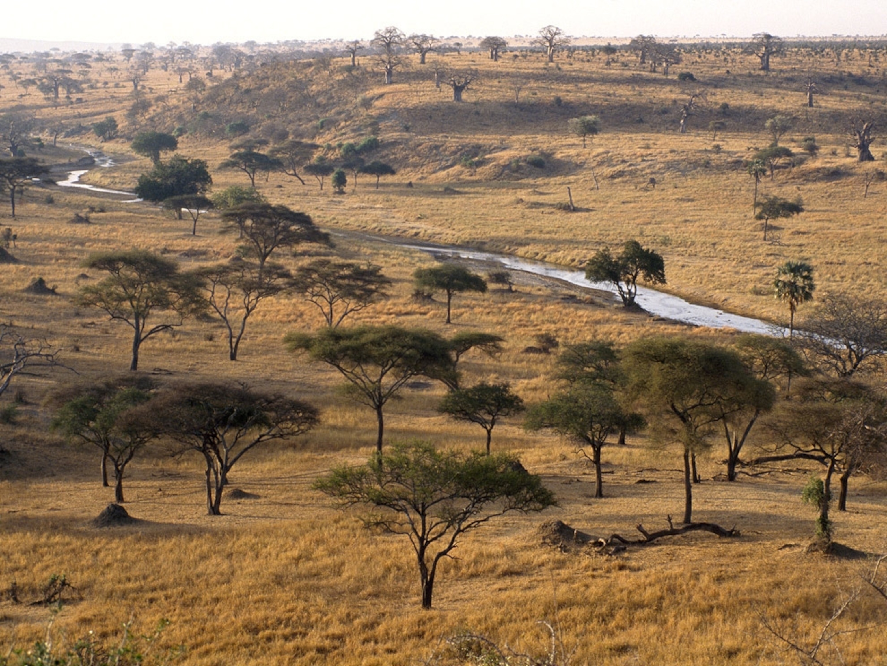 African landscape in Tarangire National Park