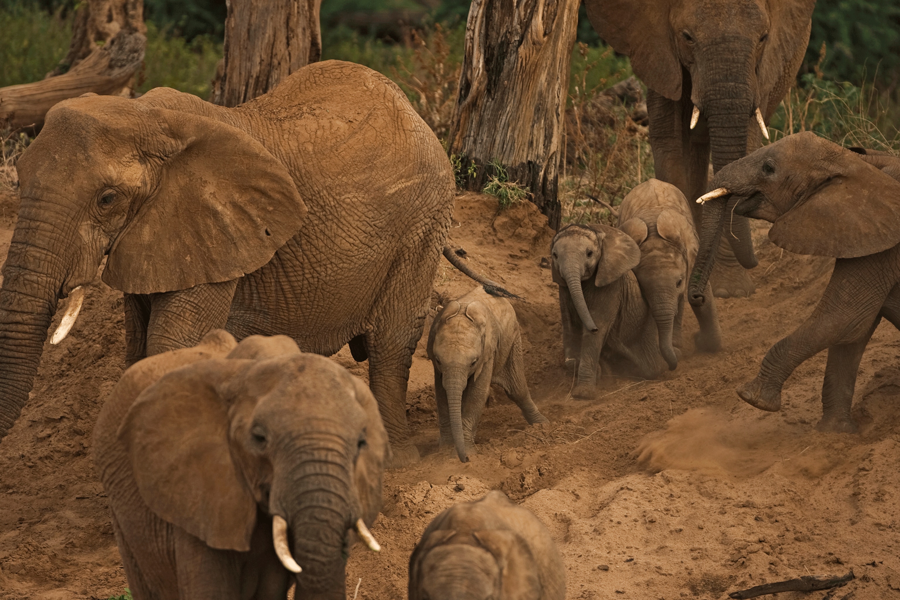 elephants