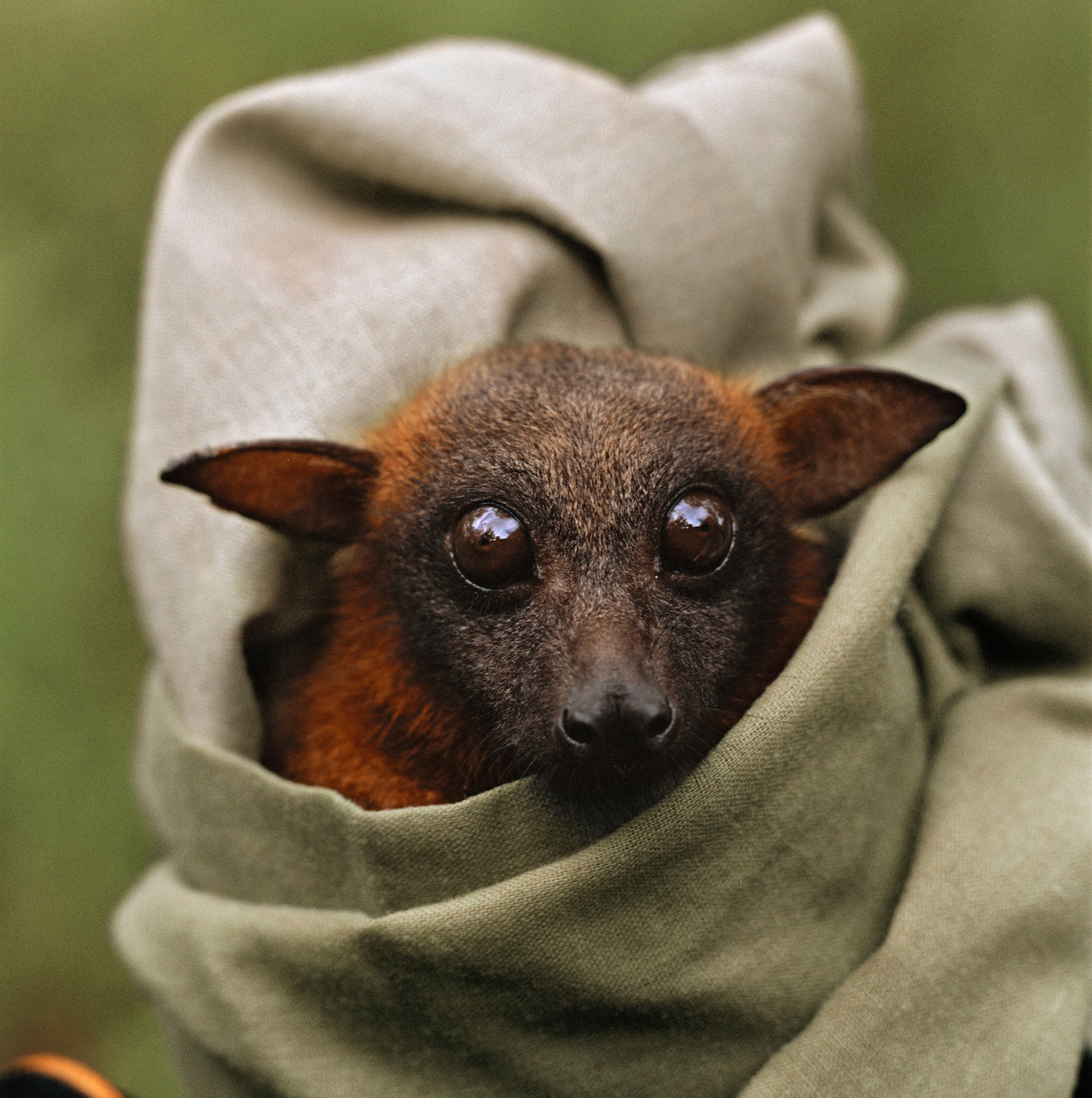 A red flying fox bat is tested for the Hendra virus.