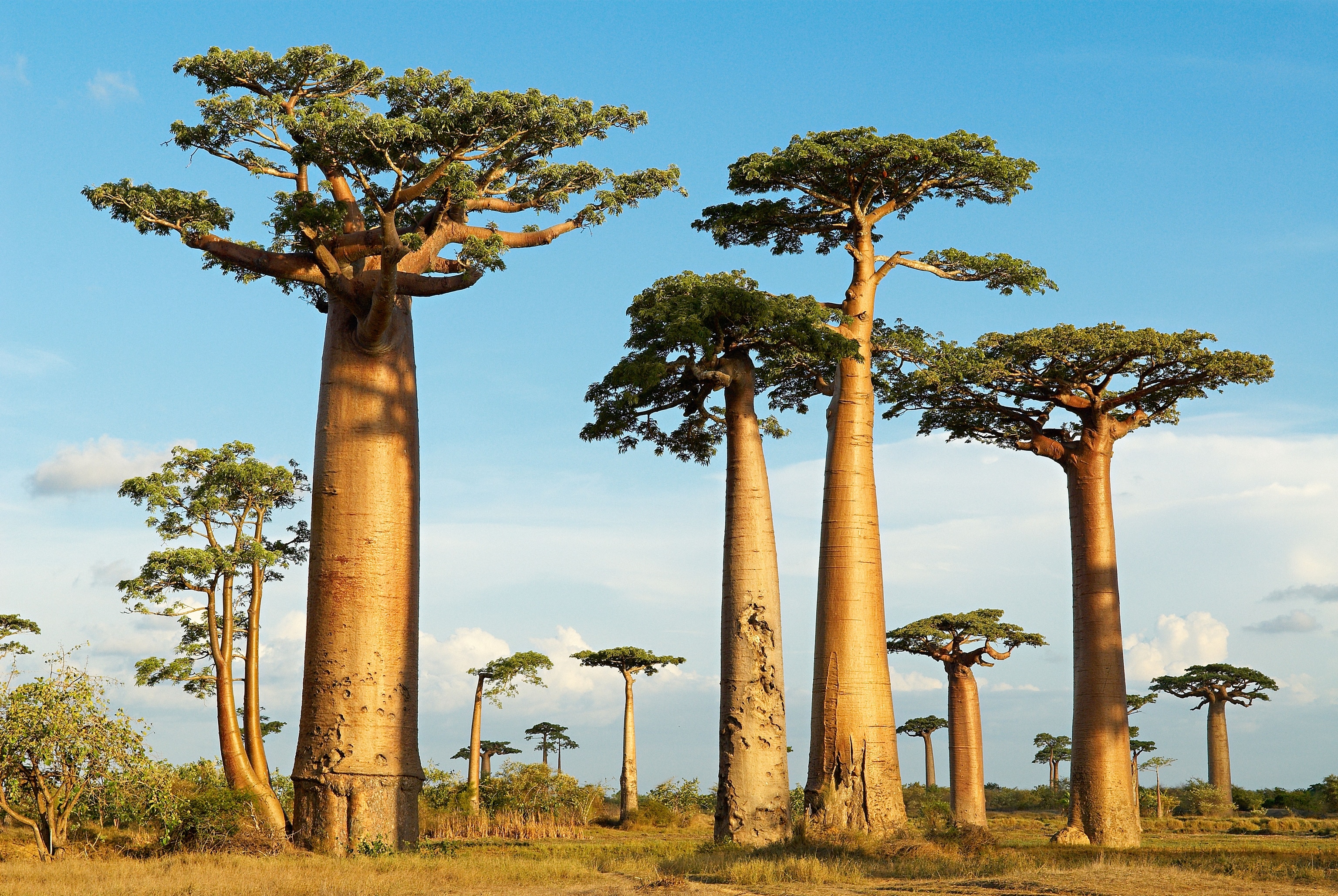 set of baobab tees in afternoon light