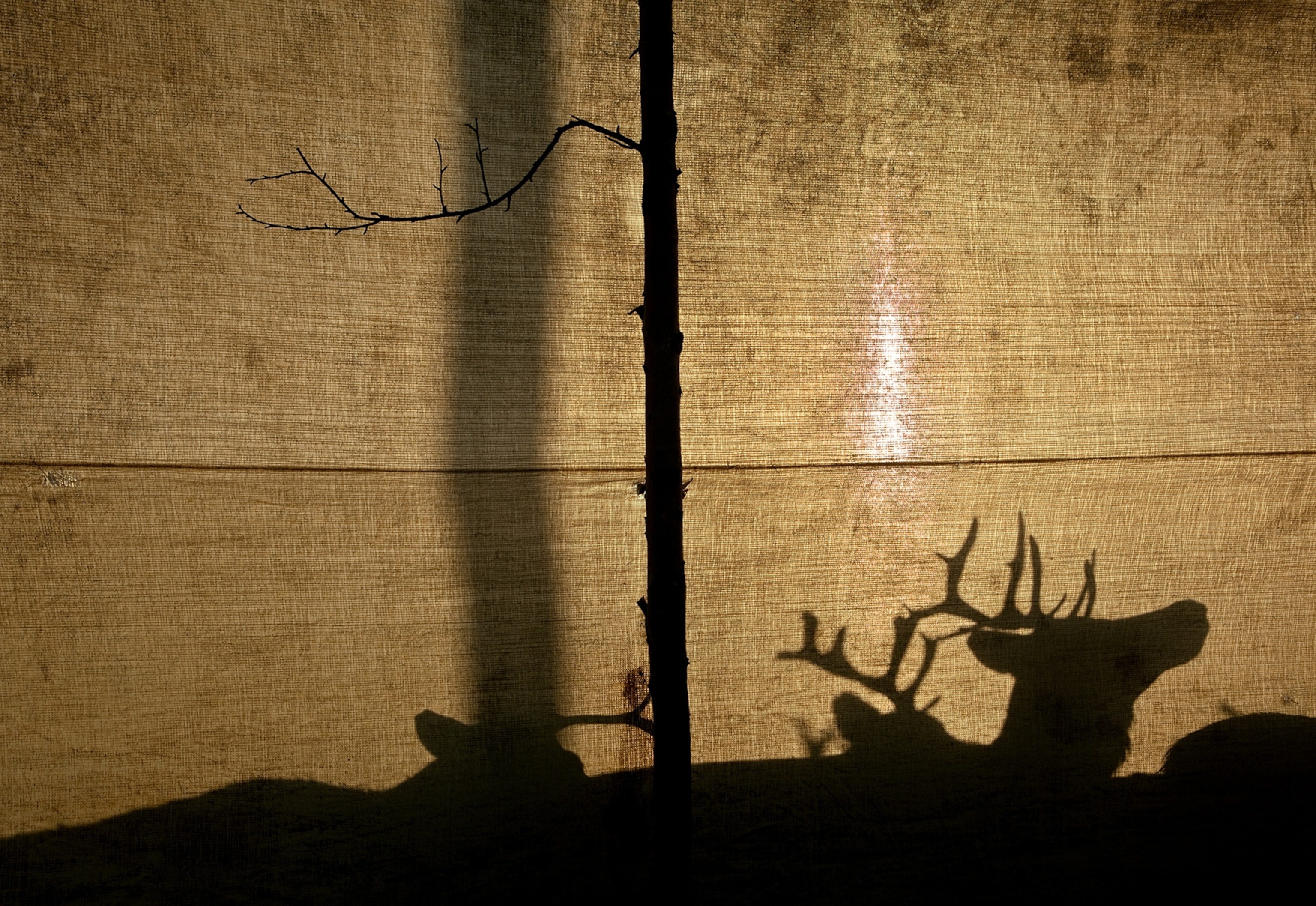 a pregnant reindeer cow casting a shadow on tarp