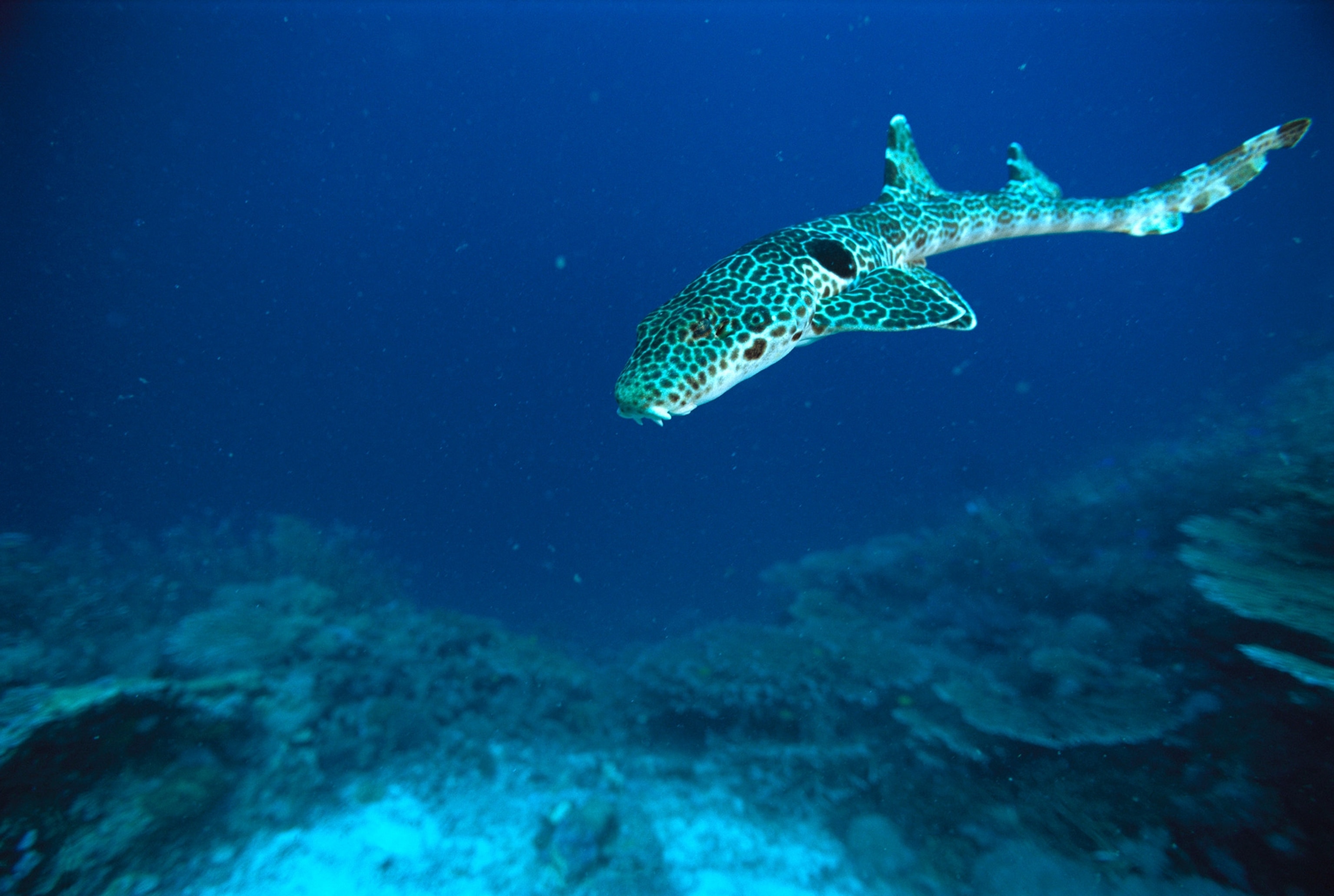 epaulette shark