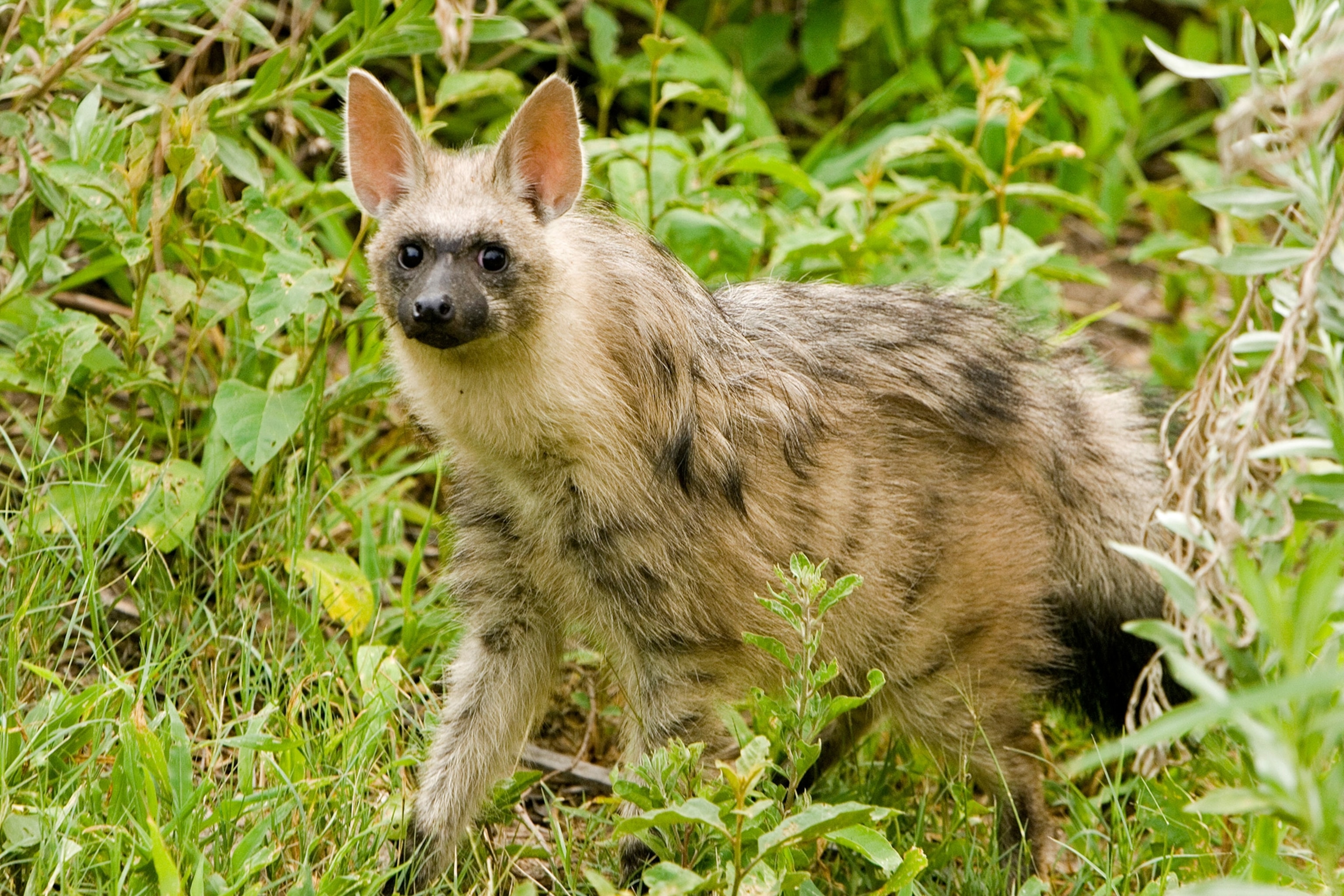 a striped hyena