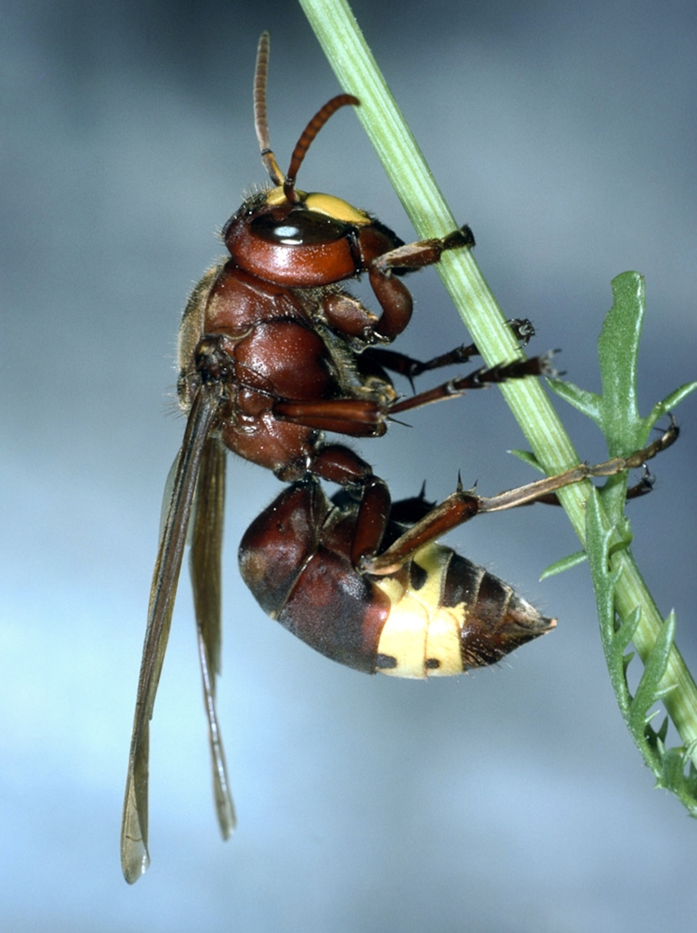 An oriental hornet.