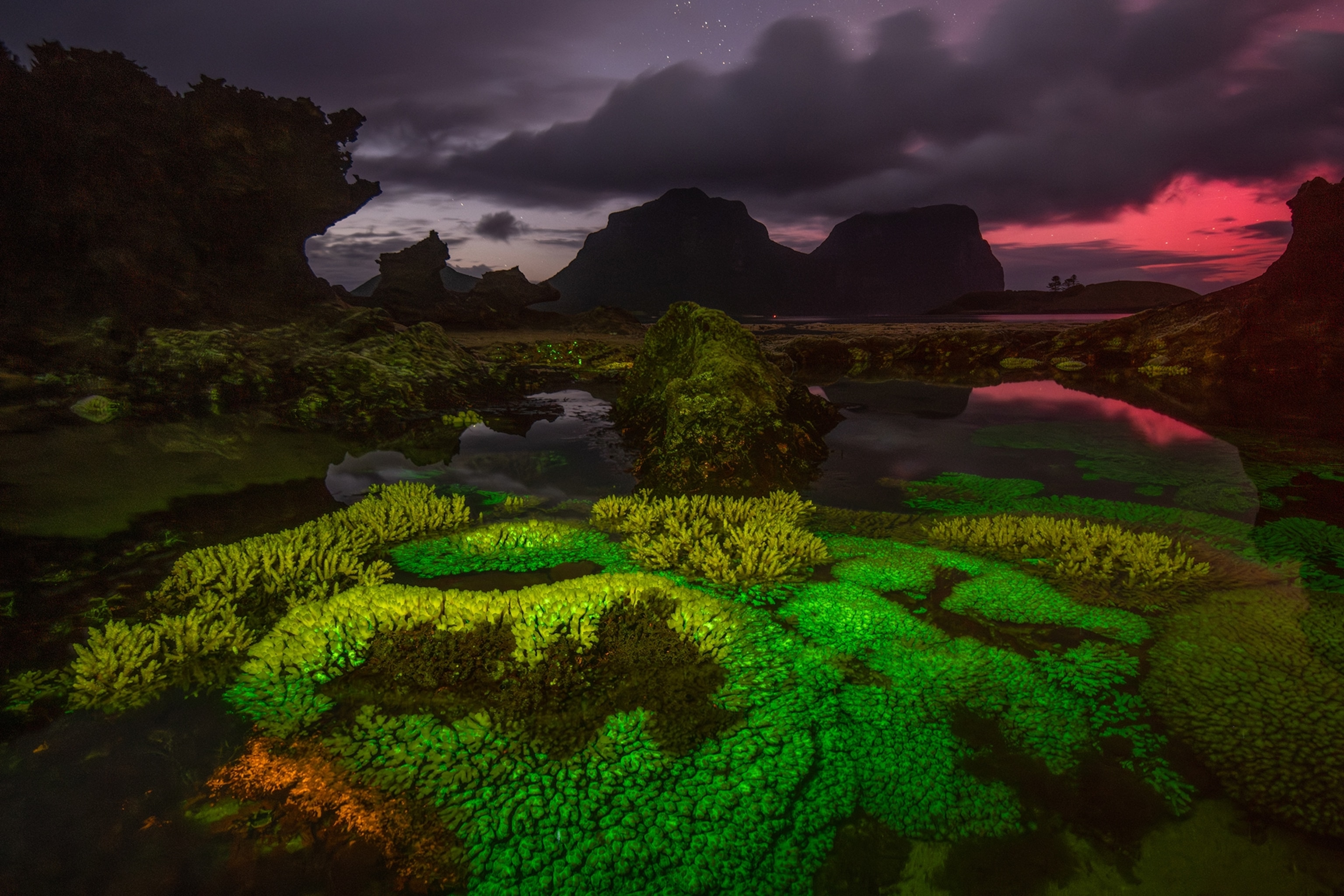 Hard corals in the shallow Lord Howe Island lagoon at night; living coral tissue fluoresces bright green, whereas the yellow and non-flouresence tops of coral colonies are now dead.